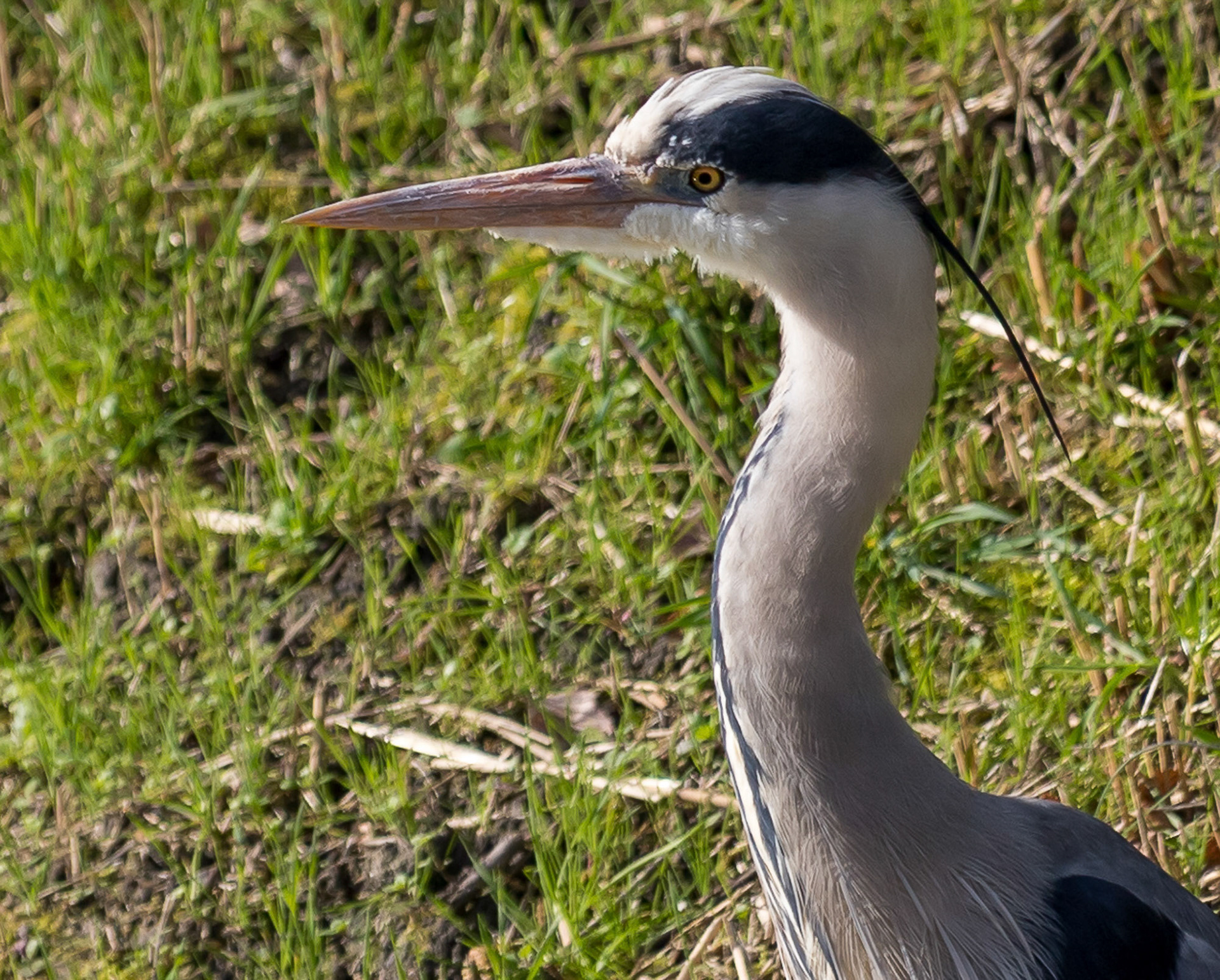 Reiger Westerpark, Zoetermeer