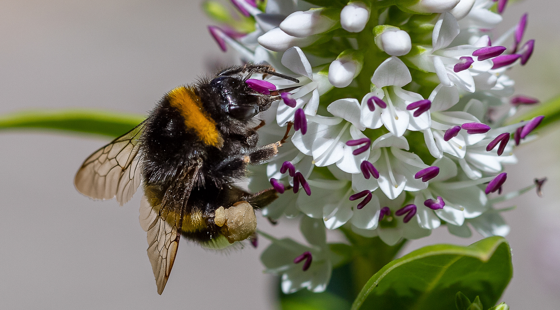 Stuifmeelbolletjes aan de pootjes van de bij