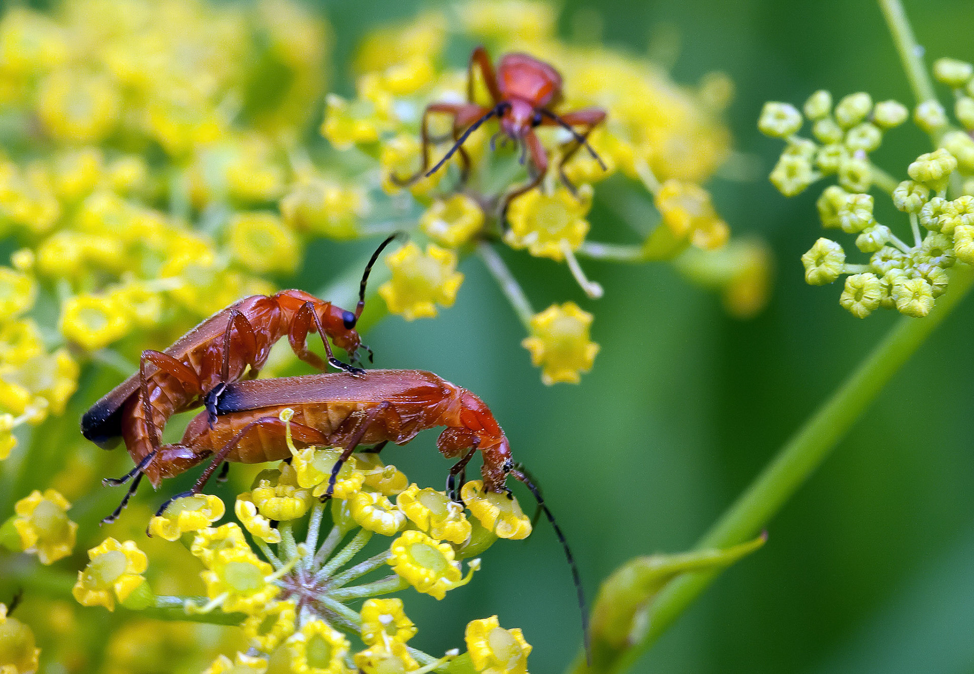 Soldaatjes (in de maak...) Westerpark Zoetermeer