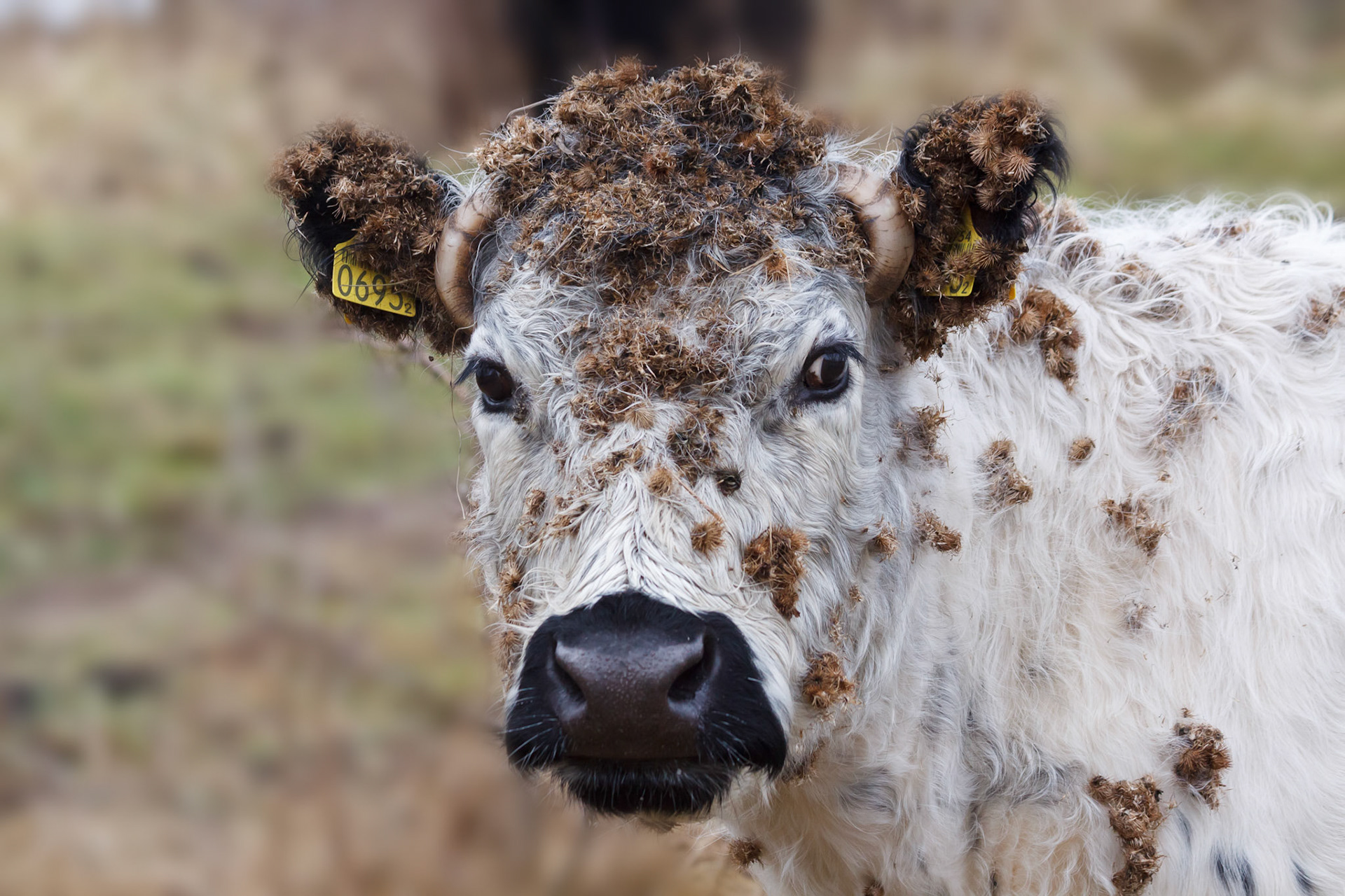 Buytenpark, Zoetermeer