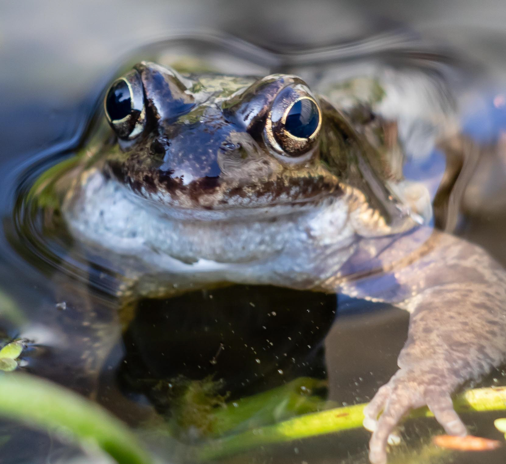 in de tuinvijver