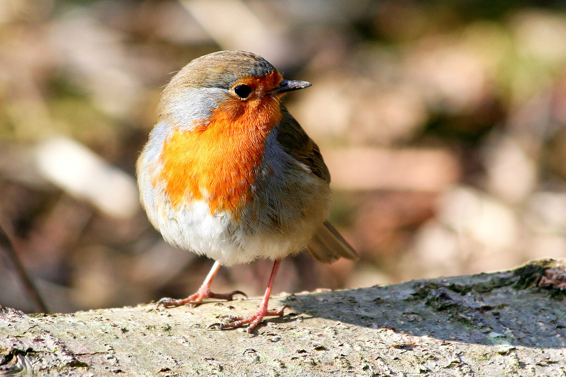 Roodborstje Westerpark, Zoetermeer