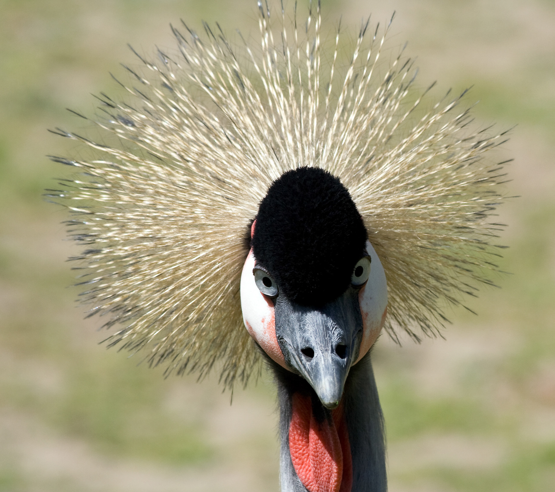 Grijze Kroonkraanvogel -- Avifauna