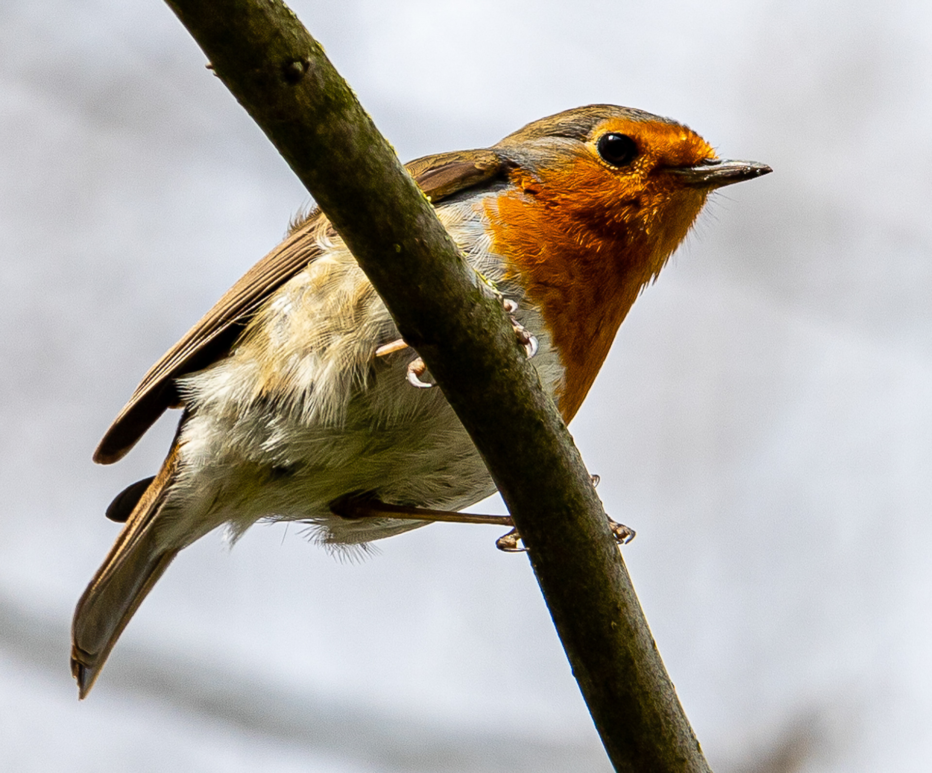 Roodborstje, Westerpark, Zoetermeer