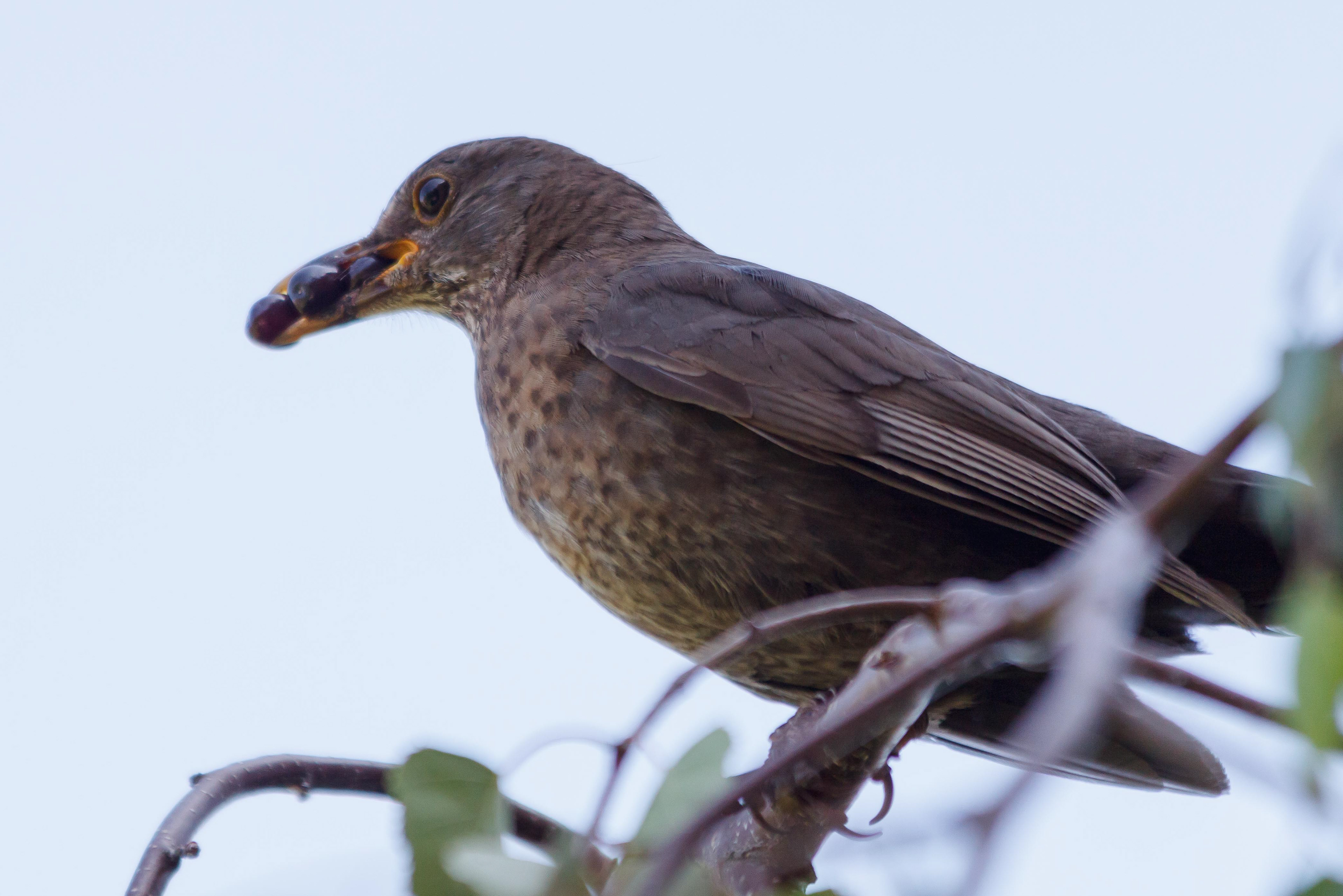 Merel met een snavel vol bessen