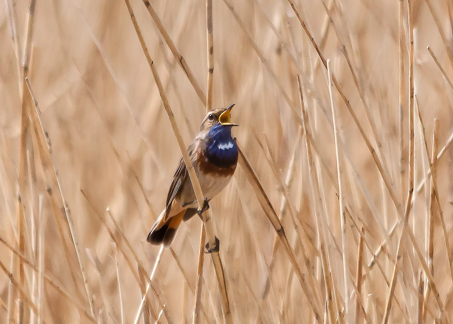Blauwborst in de Groene Jonker