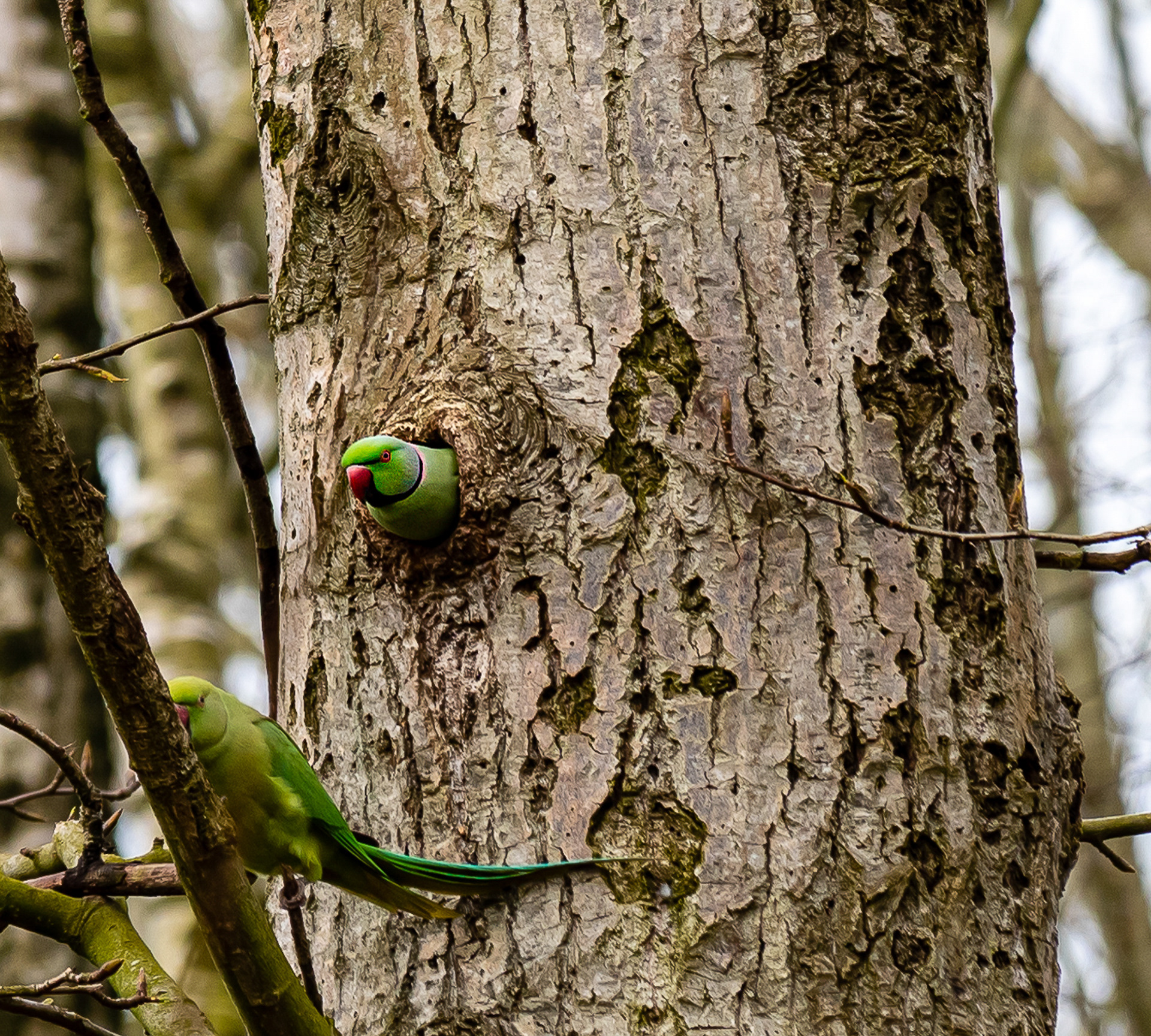 Halsbandparkiet, Westerpark, Zoetermeer
