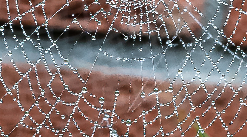 Op een mistige ochtend in onze tuin