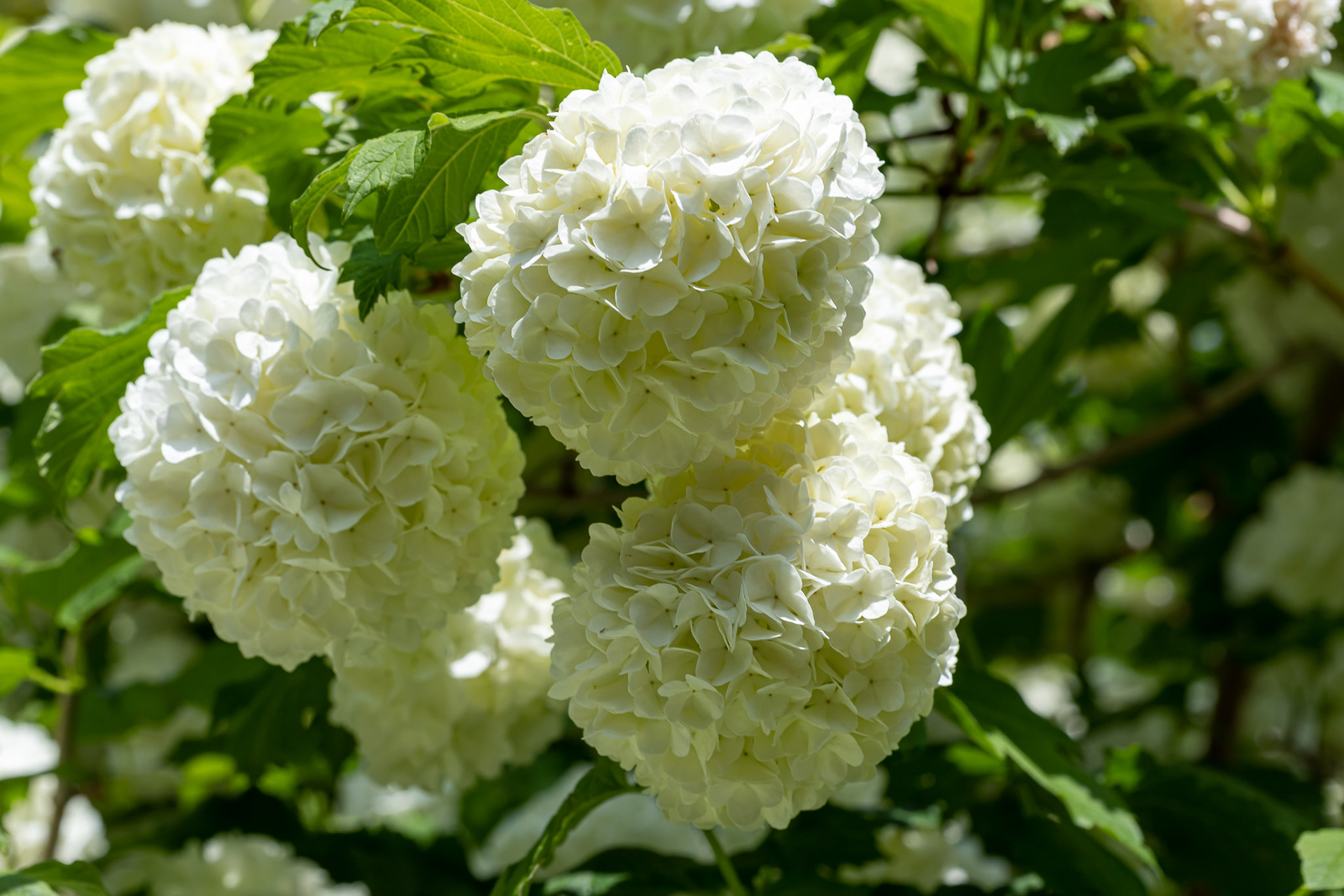 Viburnum plicatum (Japanse sneeuwbal) 