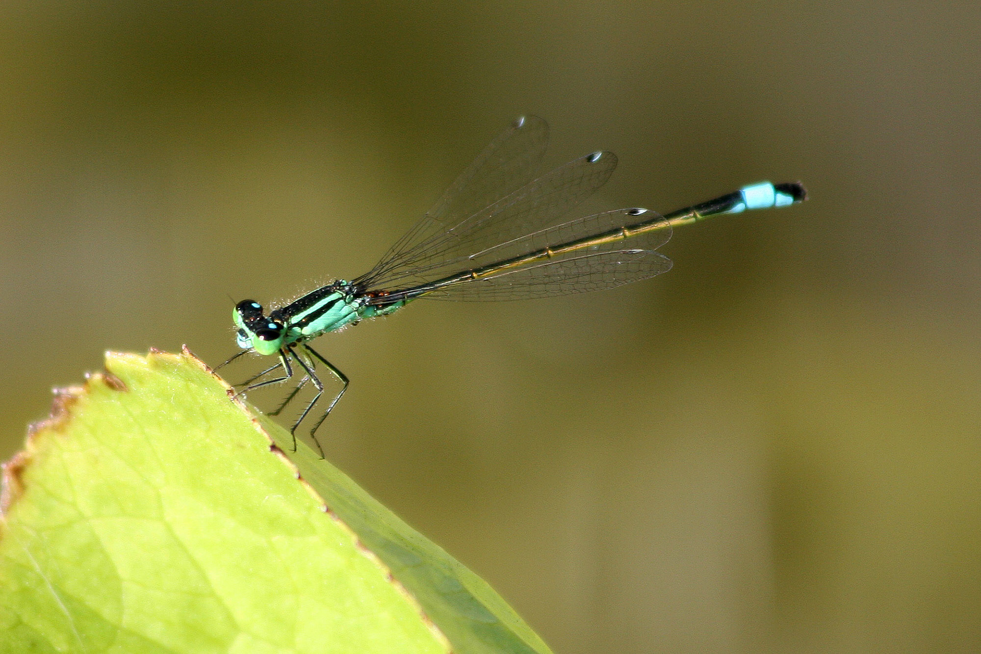 Waterjuffer 
