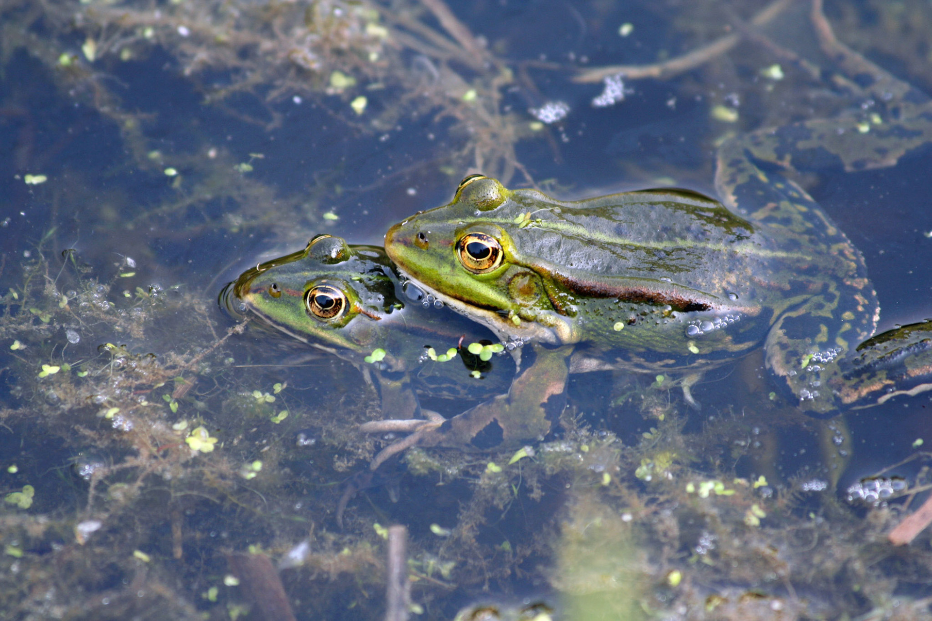 Westerpark, Zoetermeer