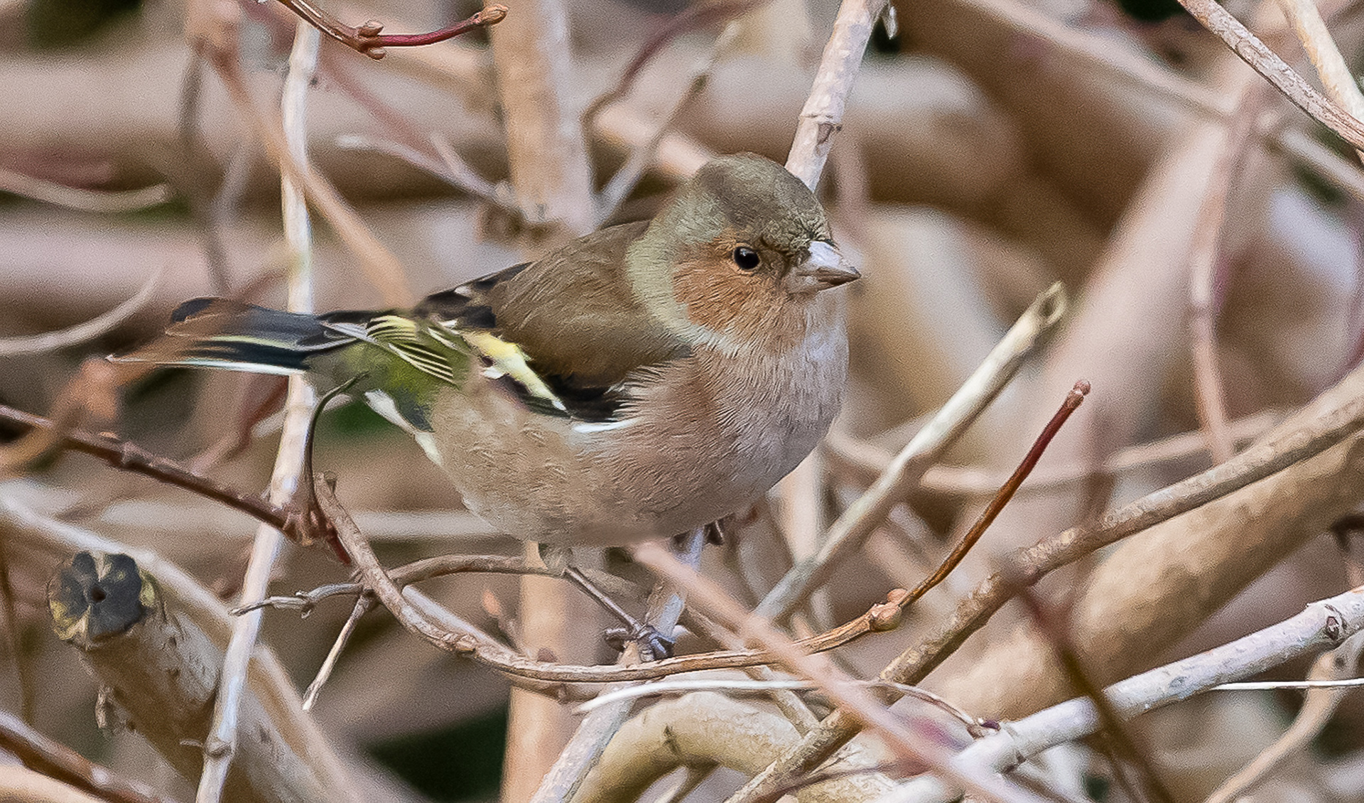 Vink