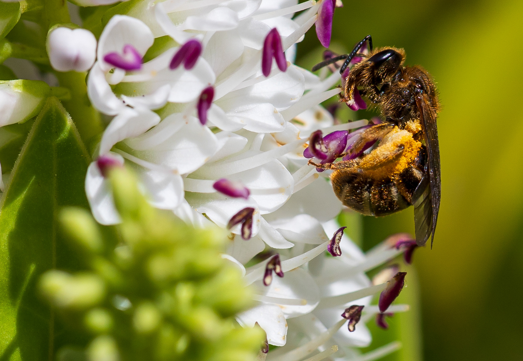 op zoek naar stuifmeel