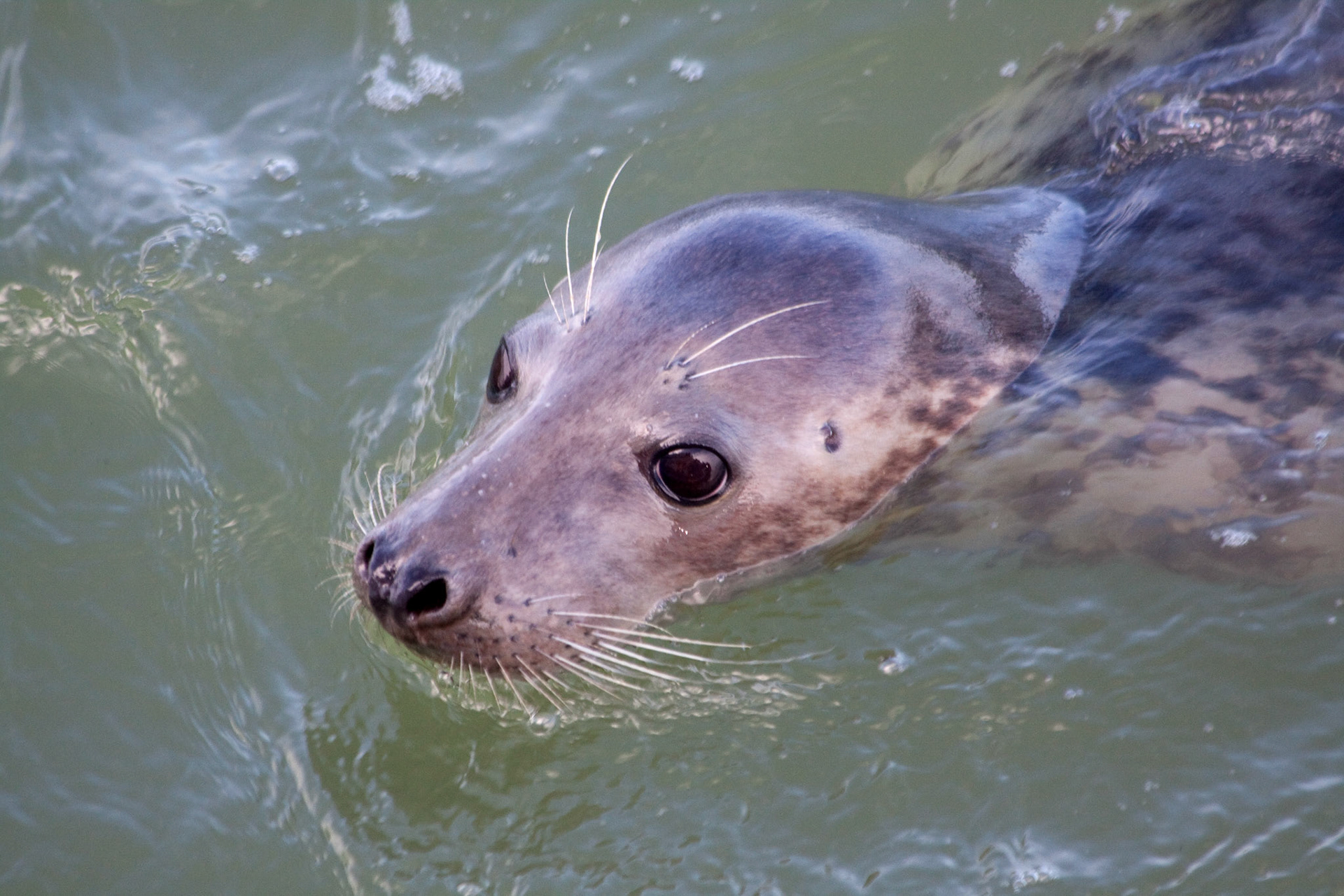 Zeehond (Ameland)