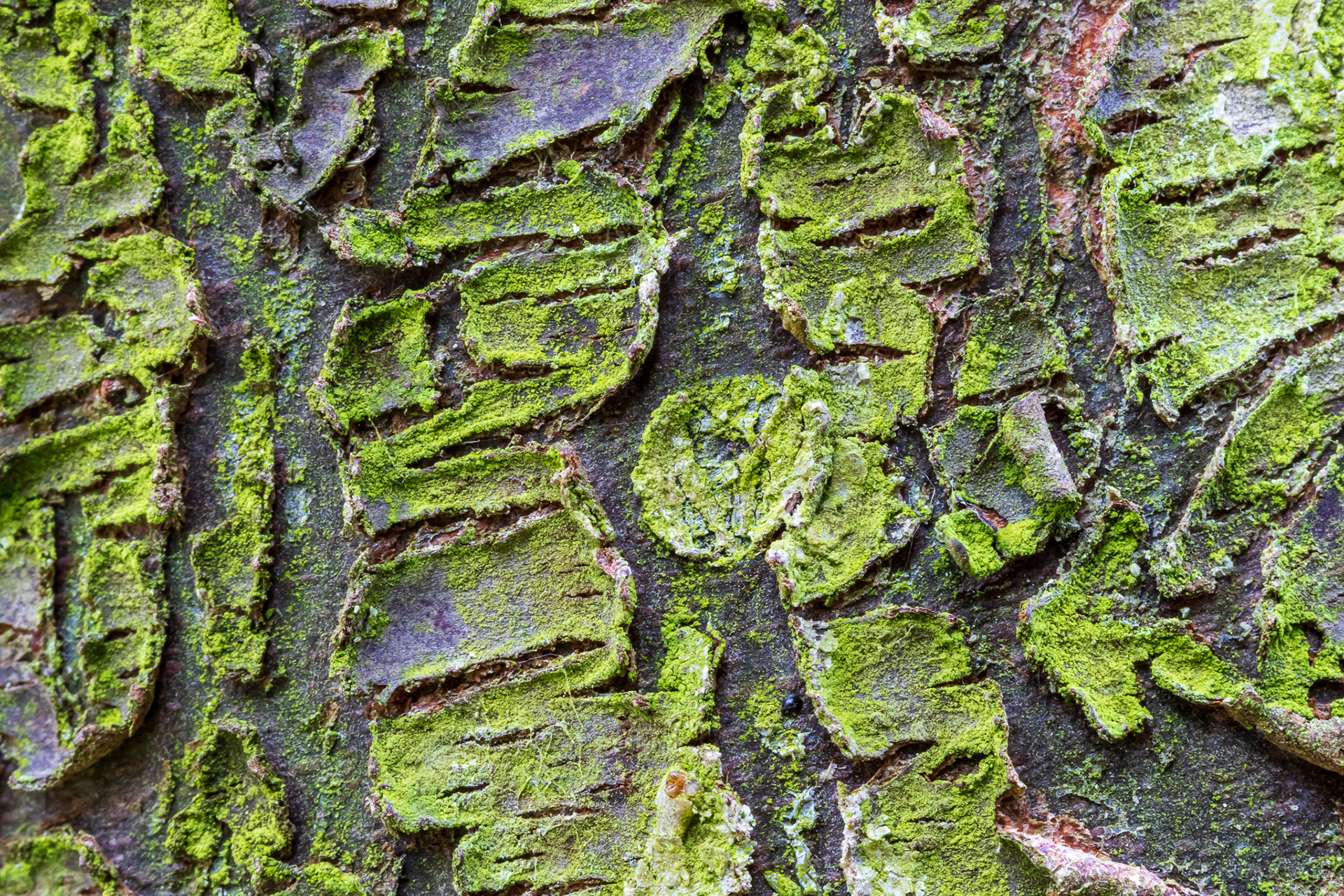 Bast van de cipres (macro)