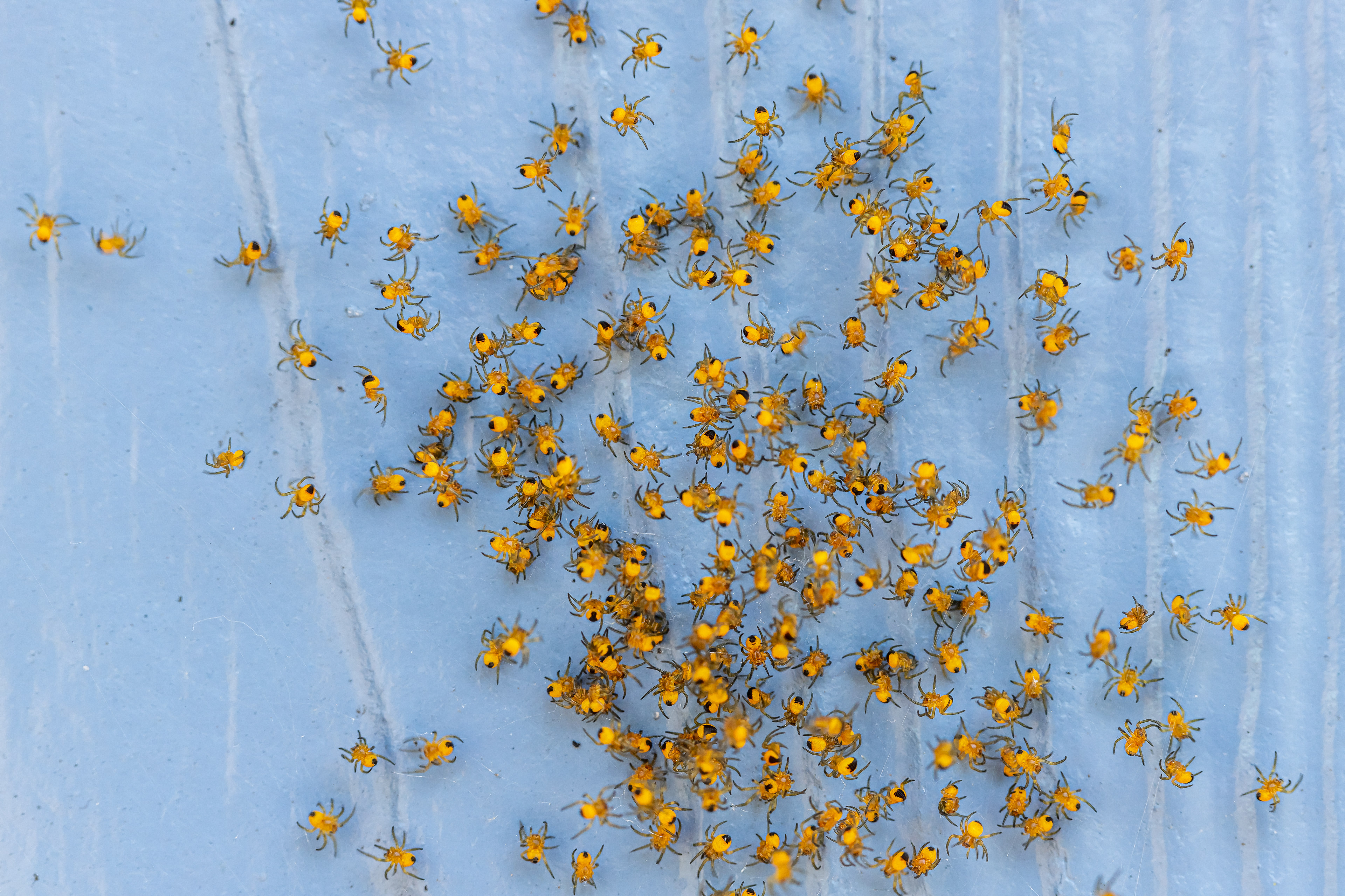 kluwe uitgekomen spinnejes