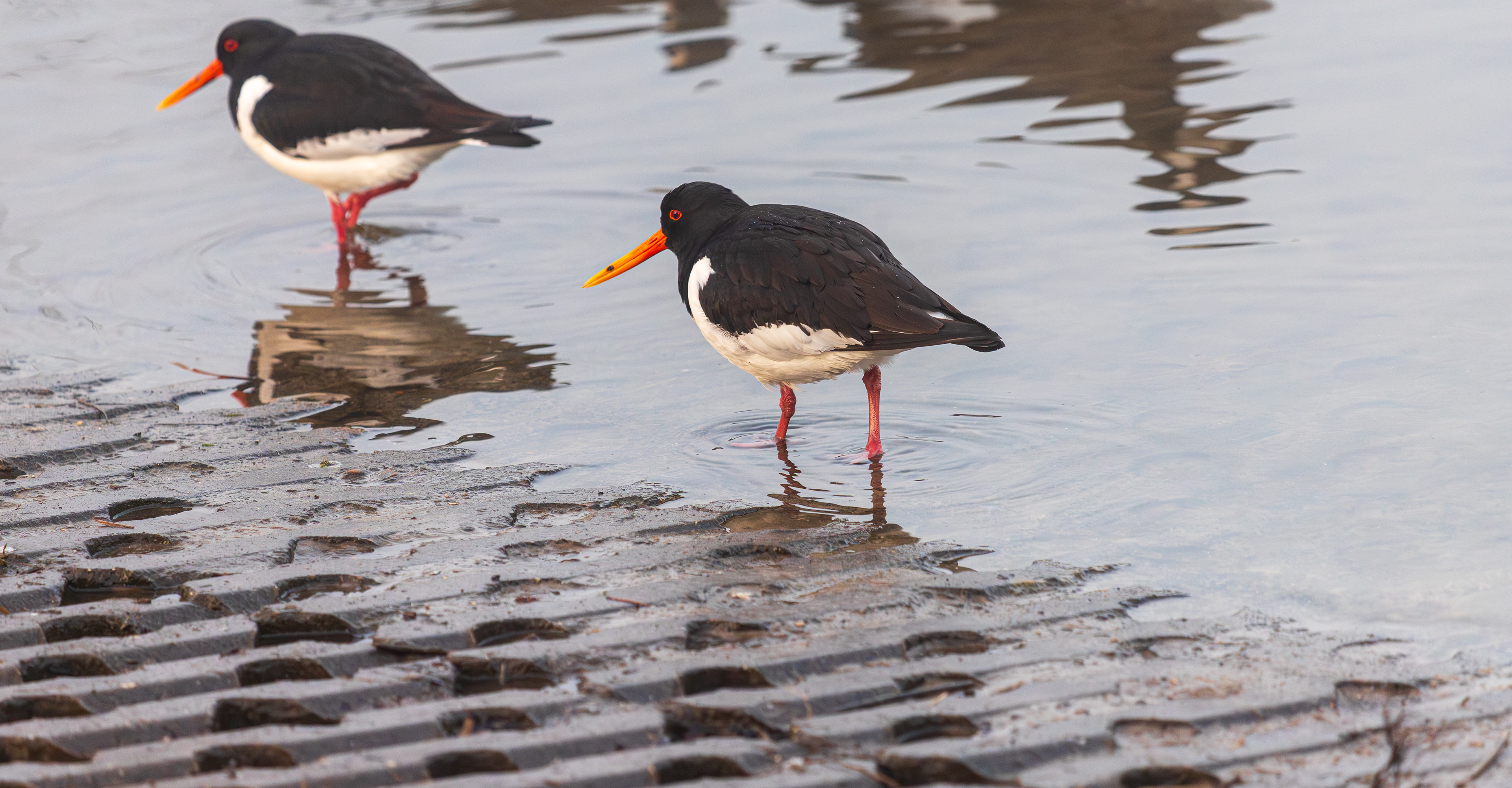 Oosterheem, Zoetermeer