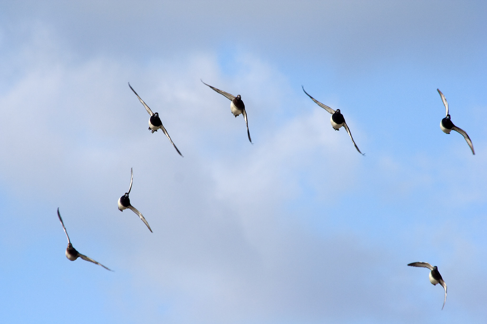 Buytenpark, Zoetermeer
