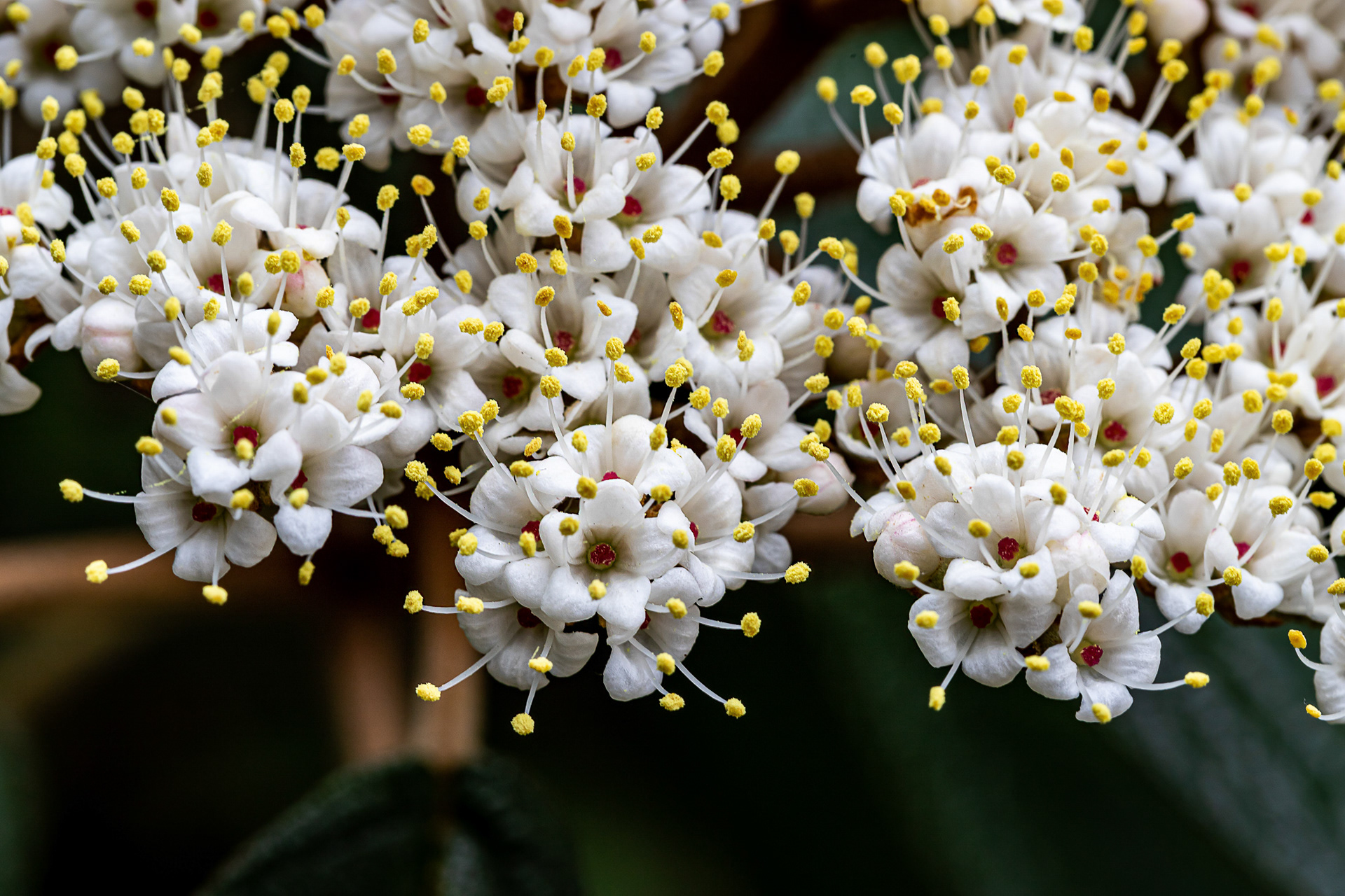 Viburnum (Japanse sneeuwbal)