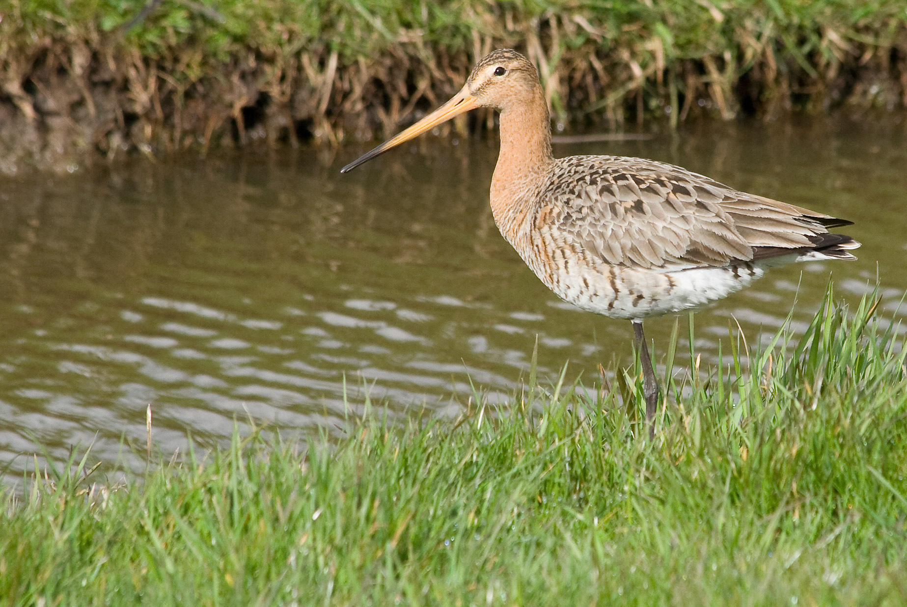 Buytenpark, Zoetermeer