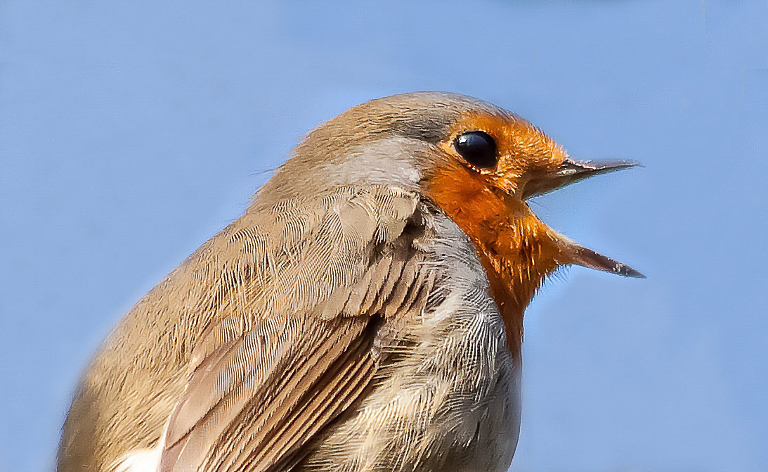 Roodborstje Westerpark Zoetermeer