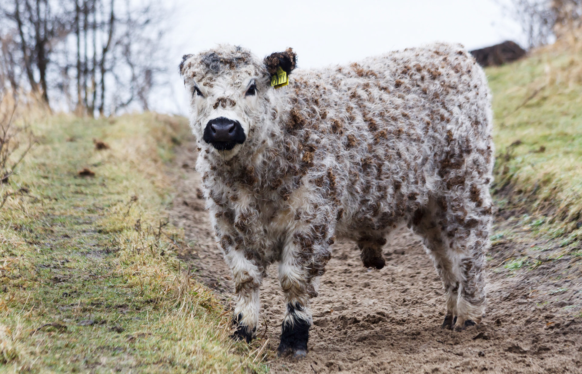 Buytenpark, Zoetermeer