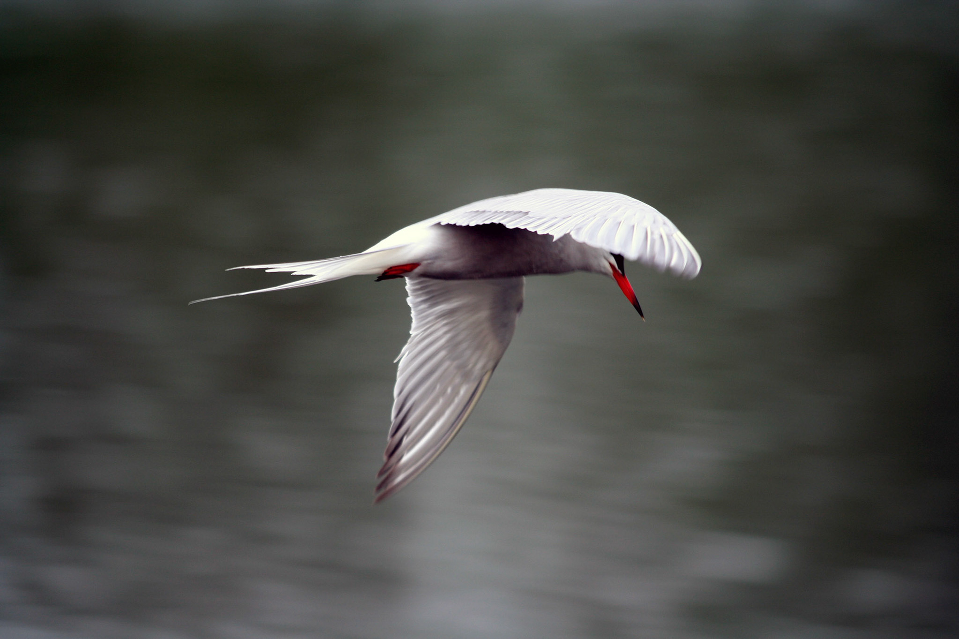 Visdiefje Westerpark, Zoetermeer