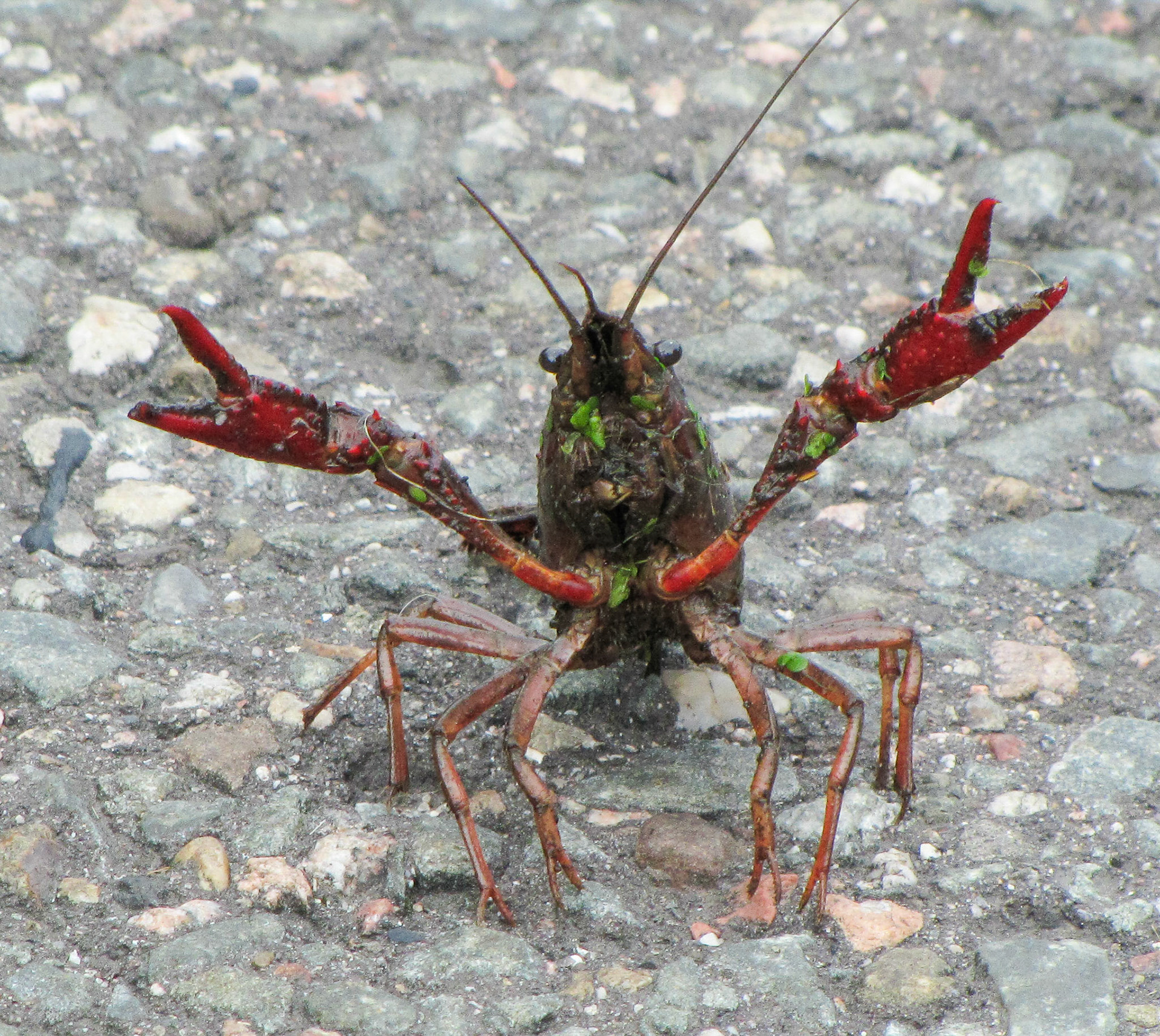 Amerikaanse Rode Rivierkreeft (nabij Westerpark, Zoetermeer