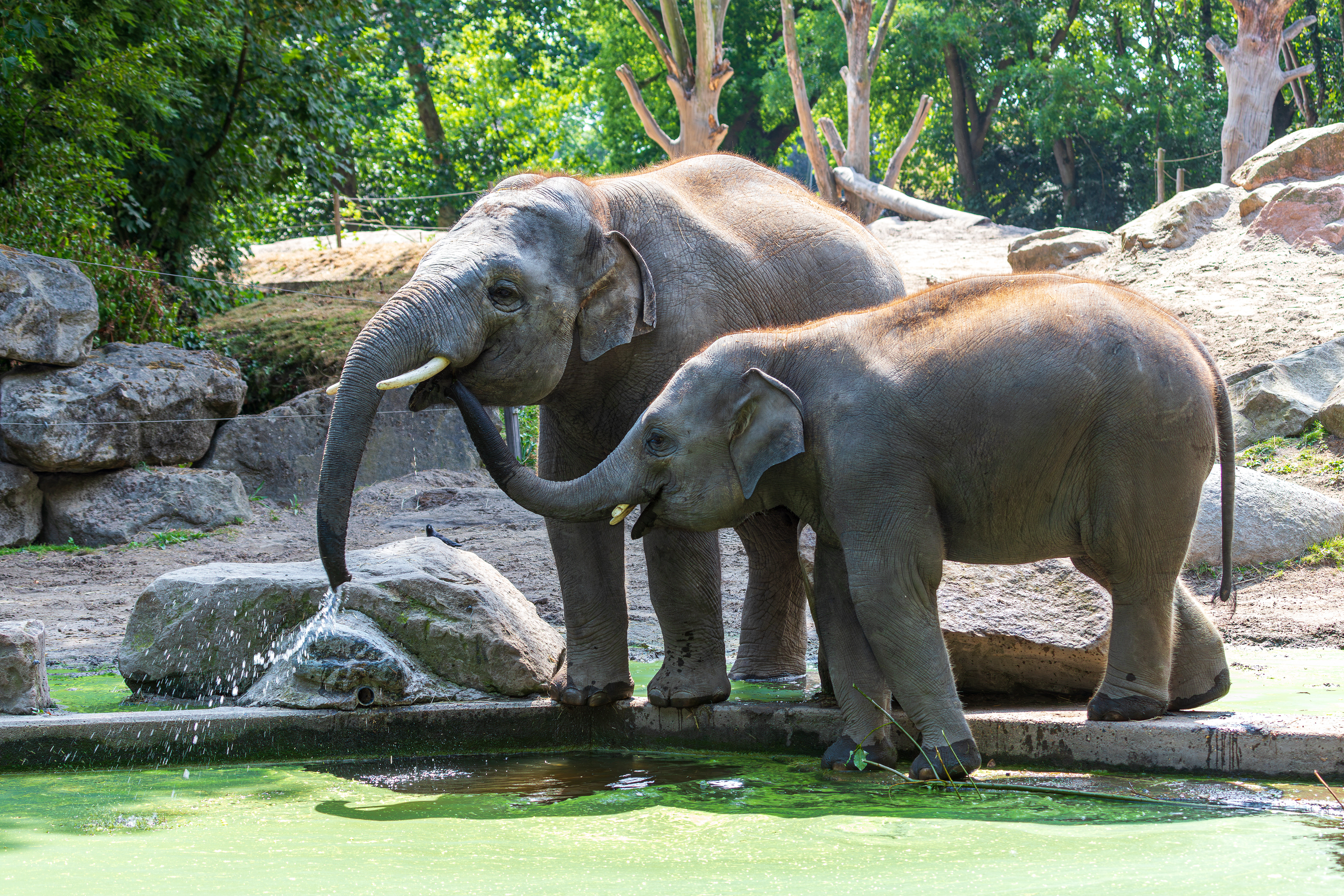 Aziatische olifant Diergaarde Blijdorp