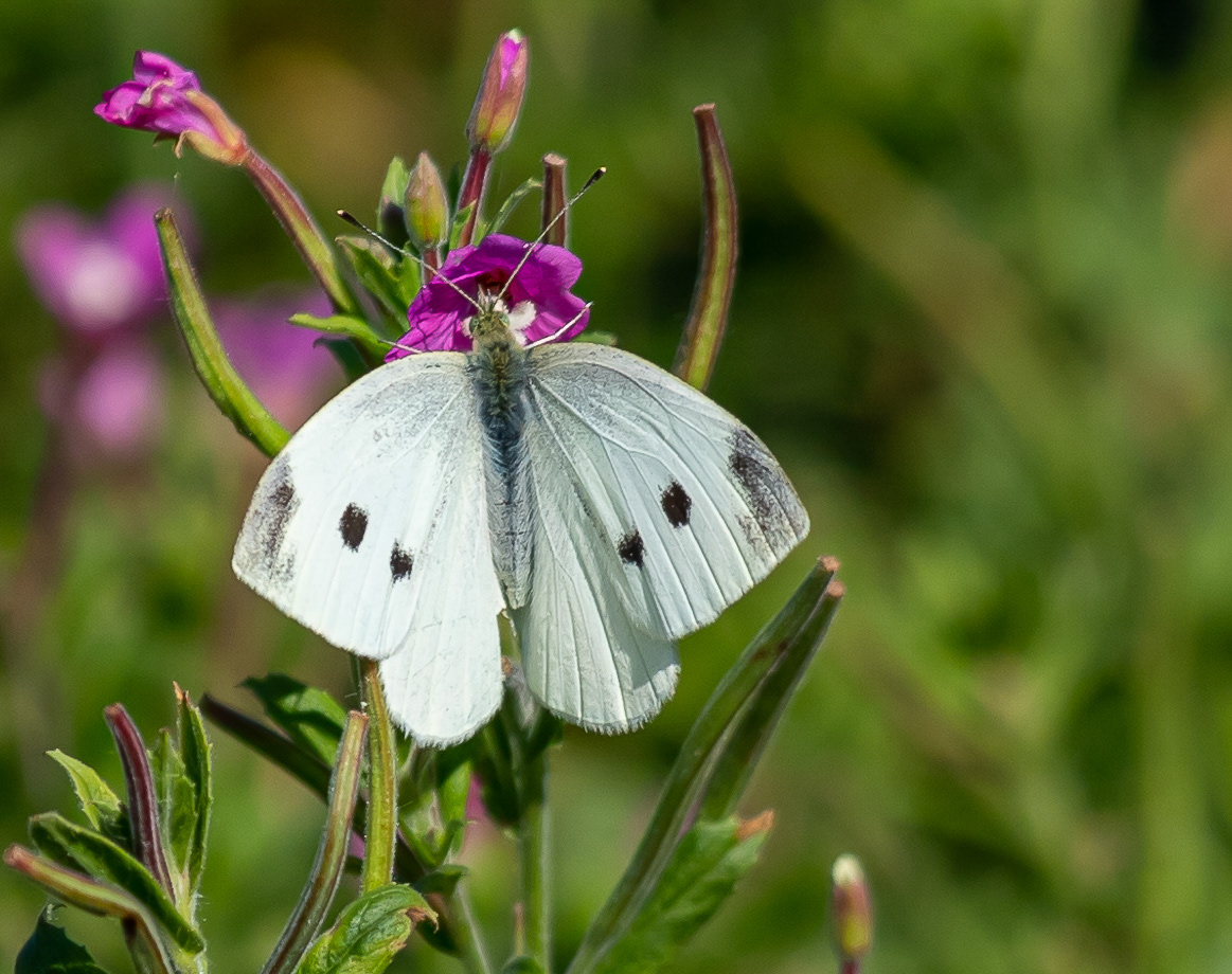Klein koolwitje, Bentwoud