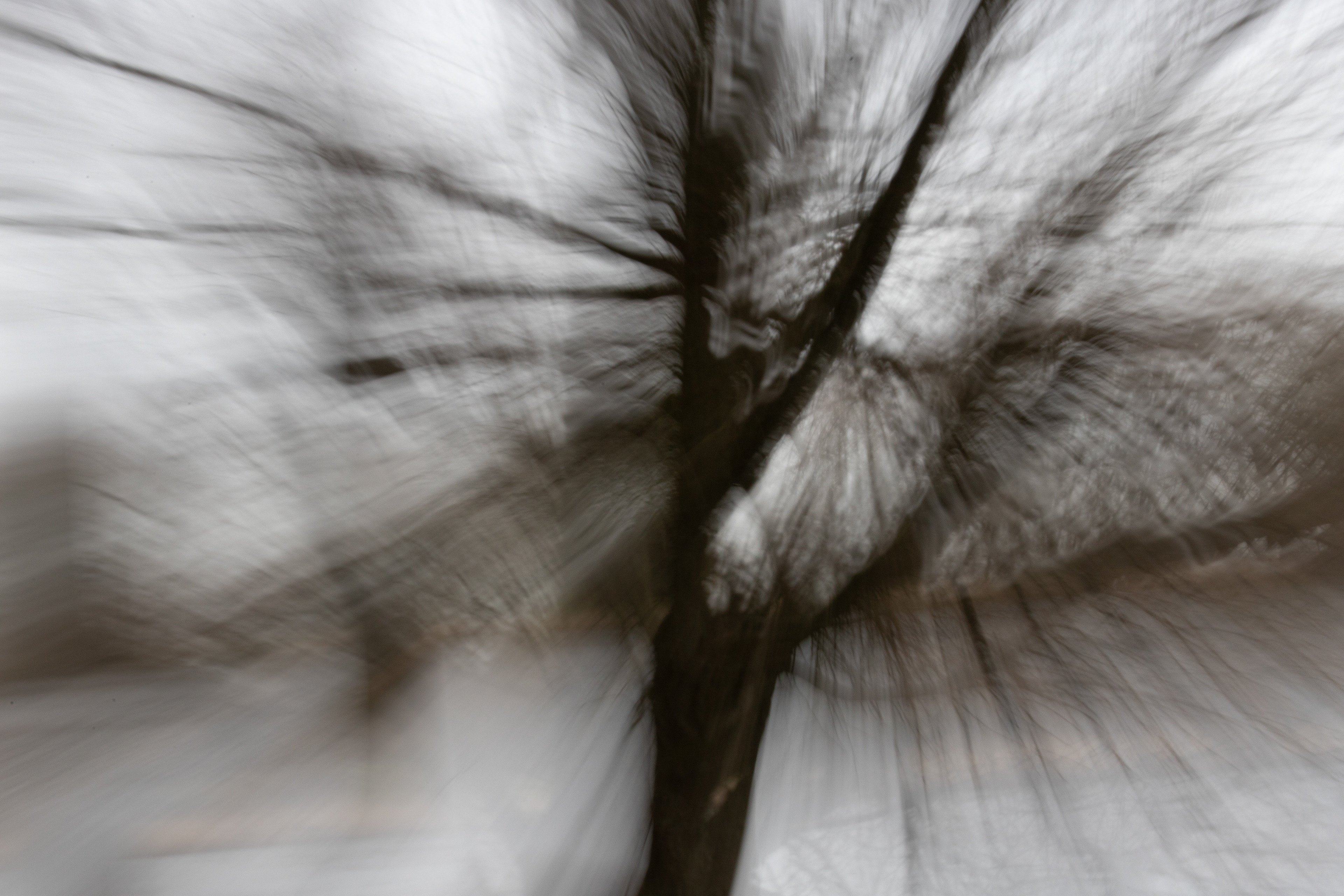 Intentional Camera Movement (ICM)