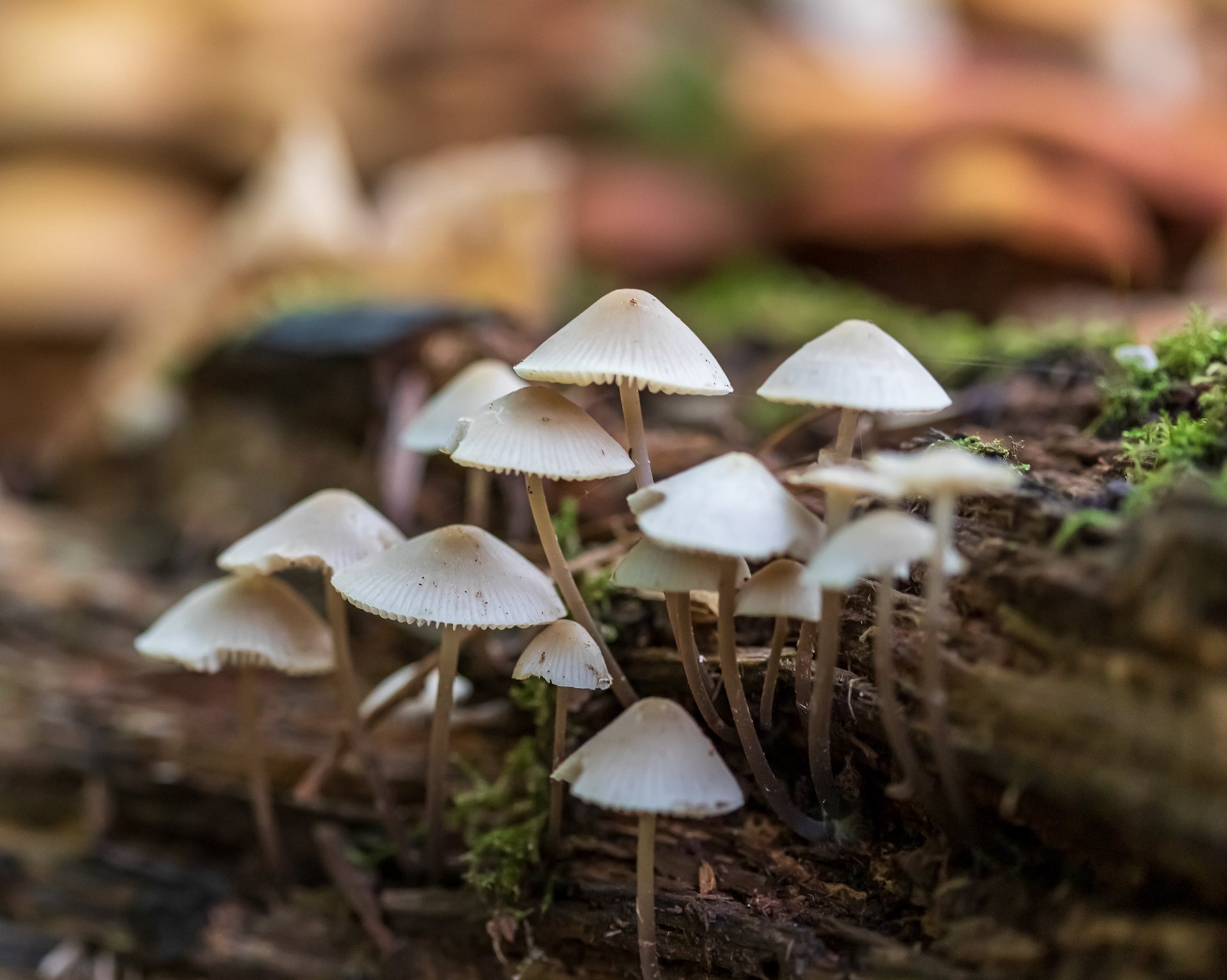 Westerpark, Zoetermeer