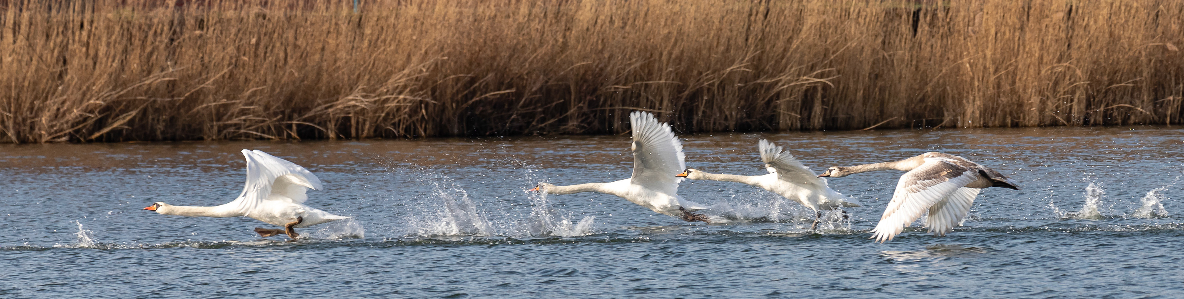 Benthuizerplas Zoetermeer