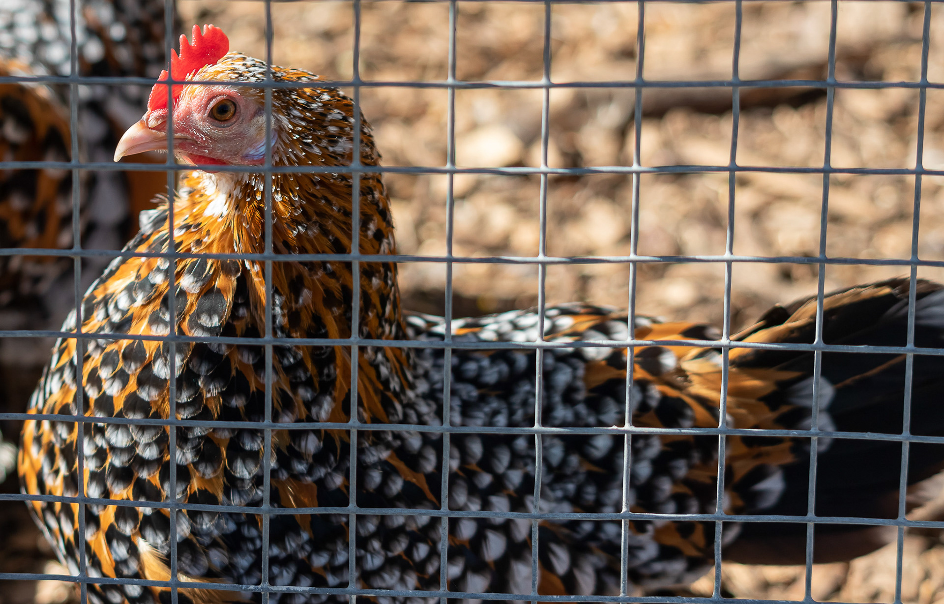 in beperkte vrijheid ..... 