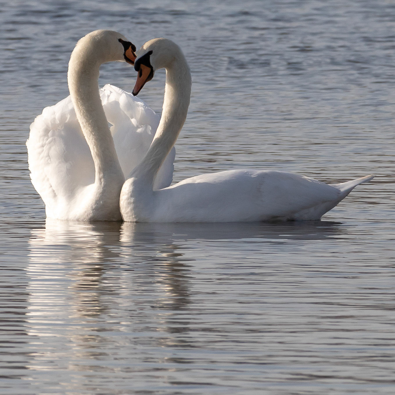 Love op de Benthuizerplas Zoetermeer