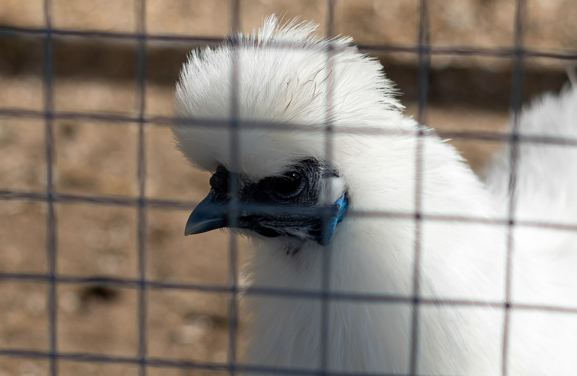 in beperkte vrijheid ..... 
