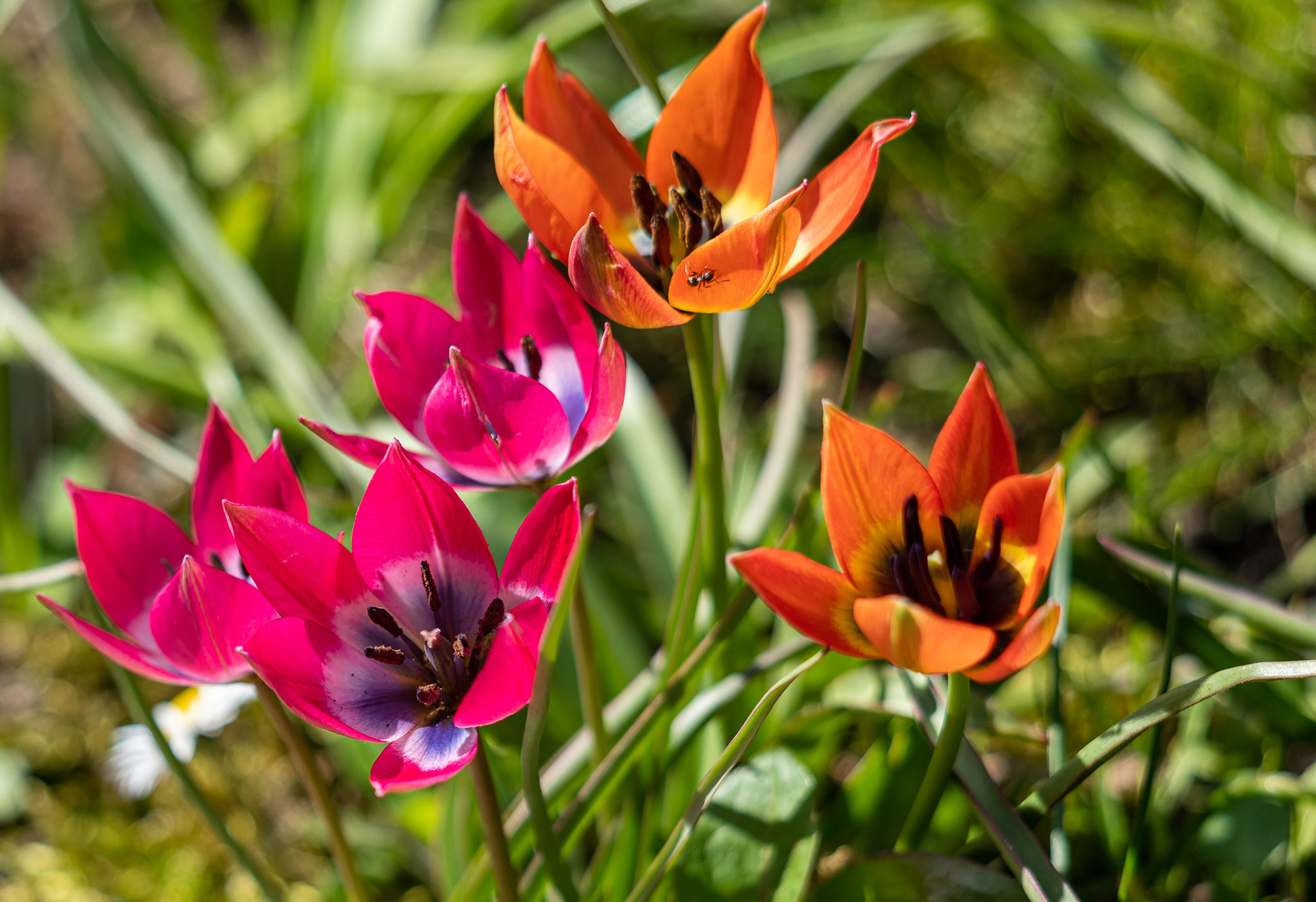 Botanische Tulpen
