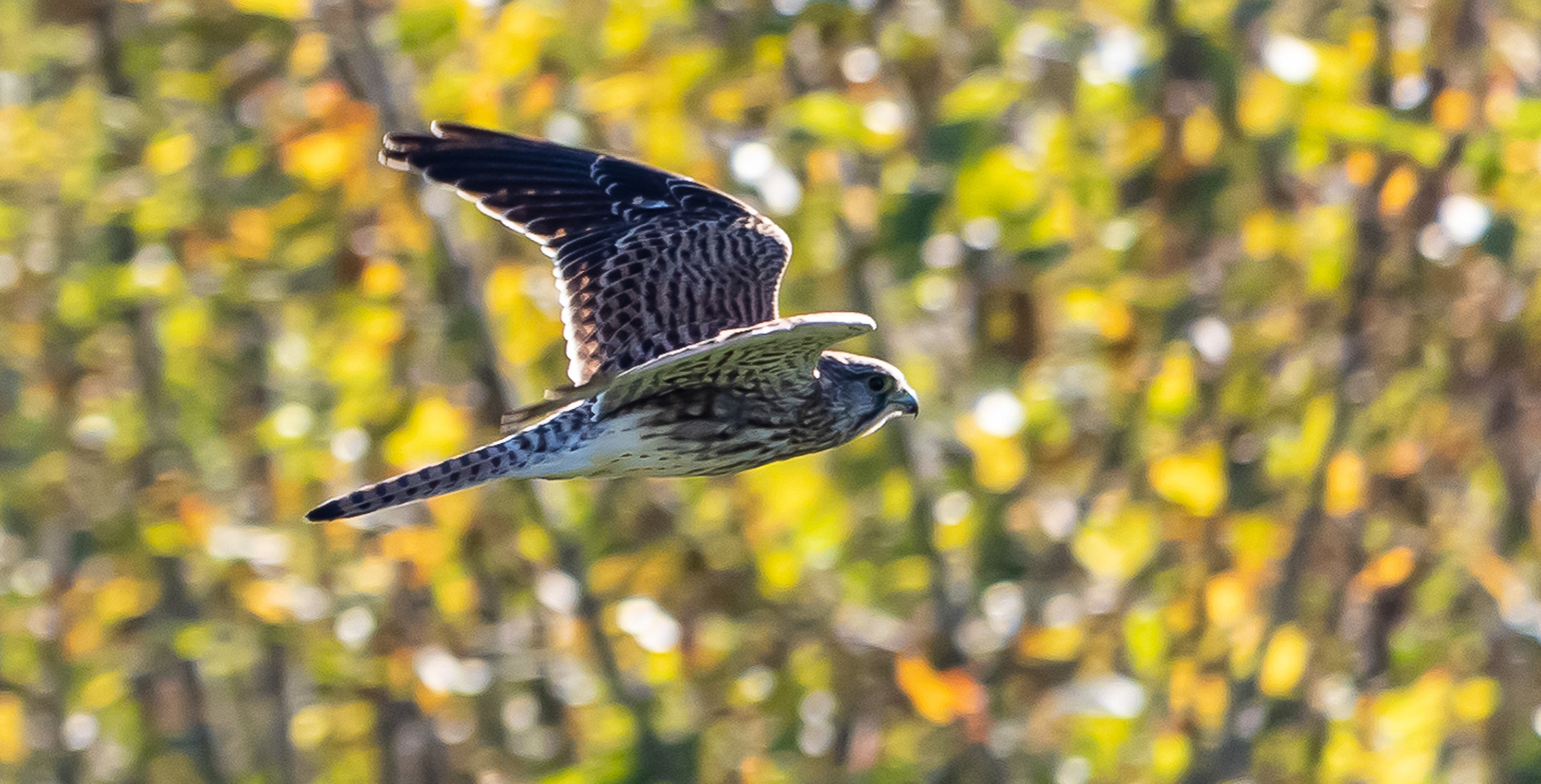 Torenvalk in de vlucht