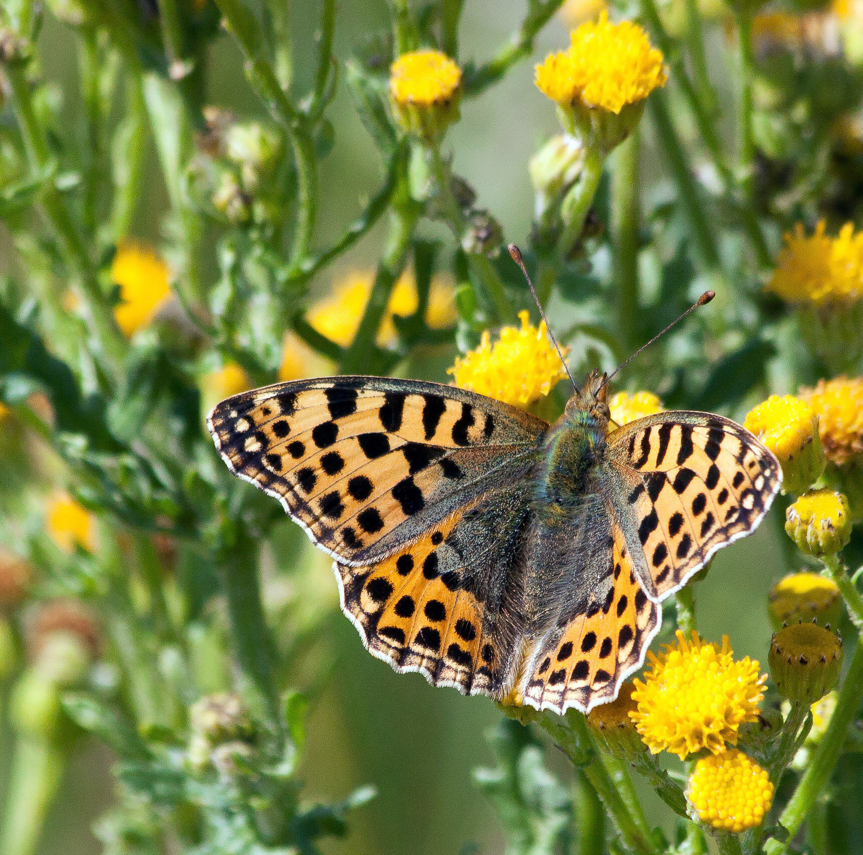 Parelmoervlinder Amsterdamse Waterleiding duinen