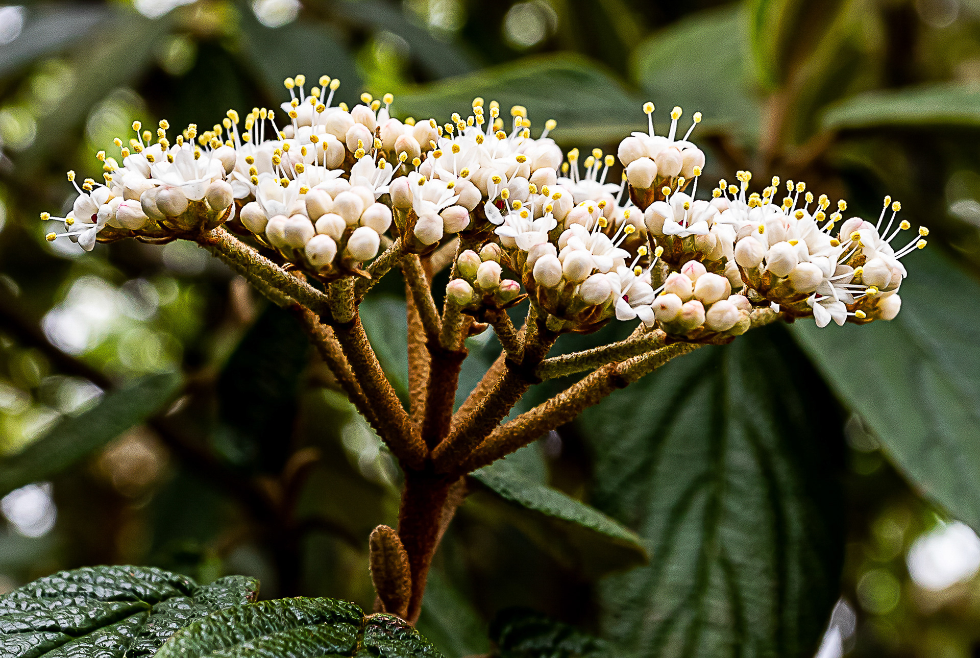 Viburnum (Japanse sneeuwbal)