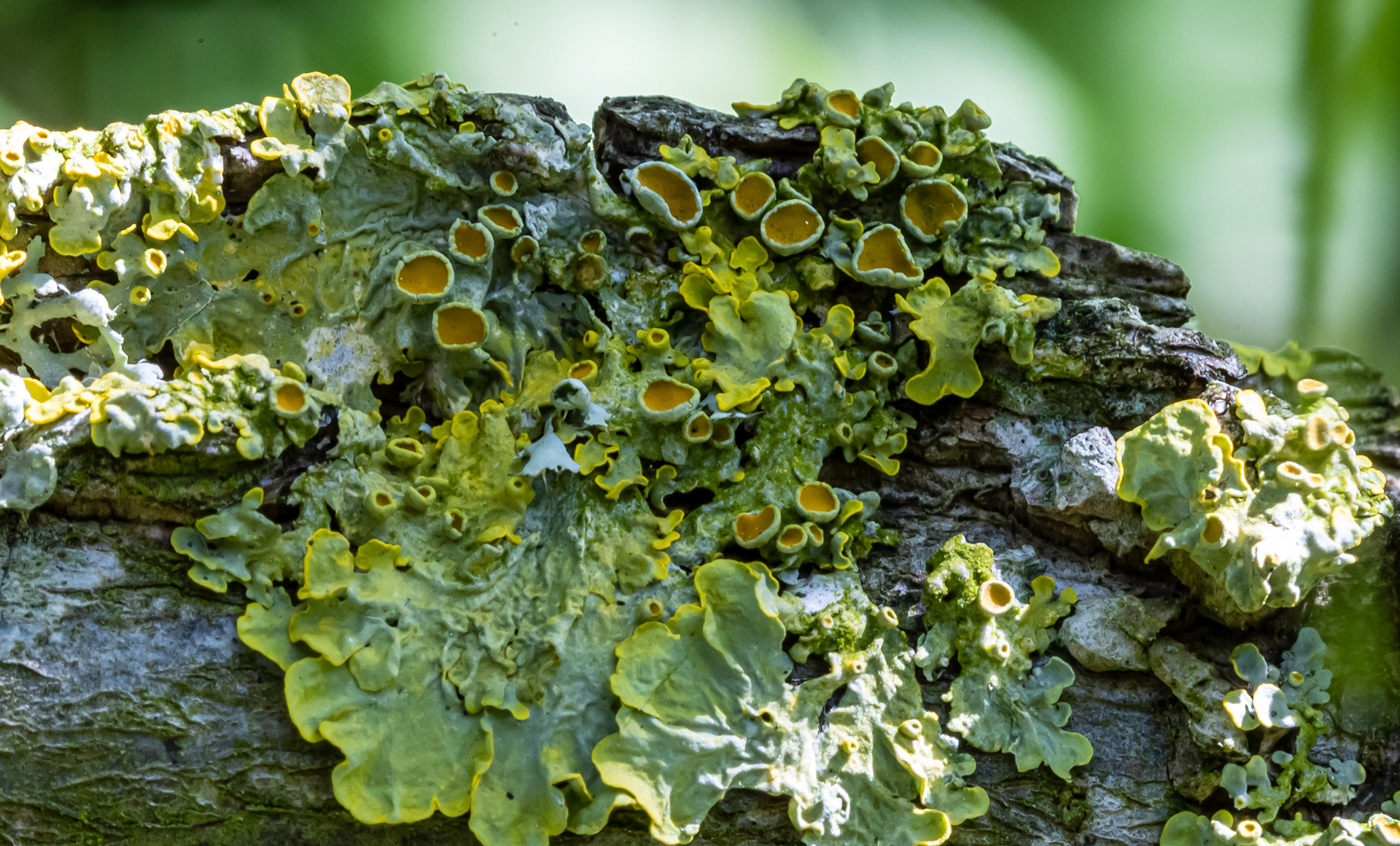 korstmos (dooiermos)