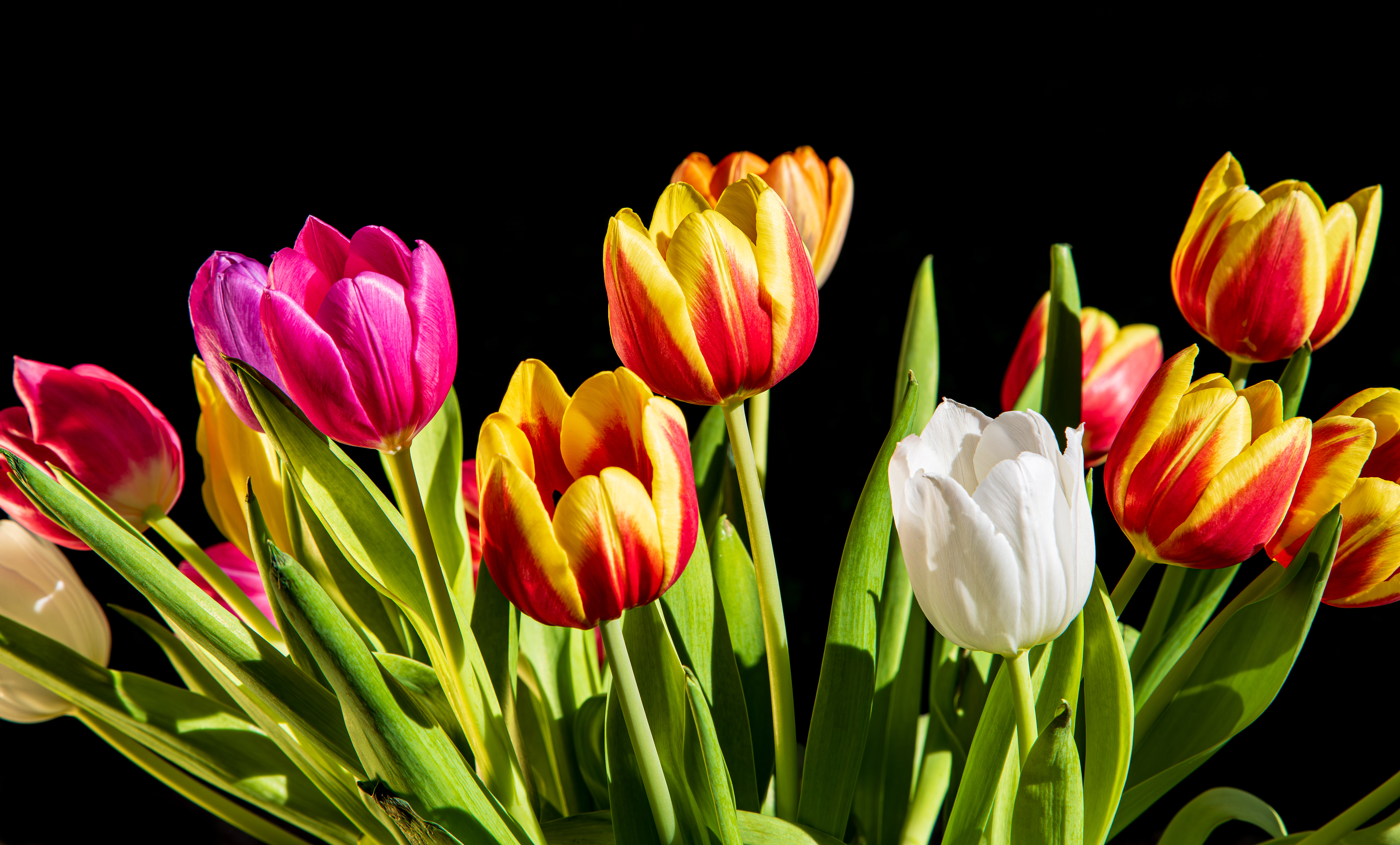 Tulpen