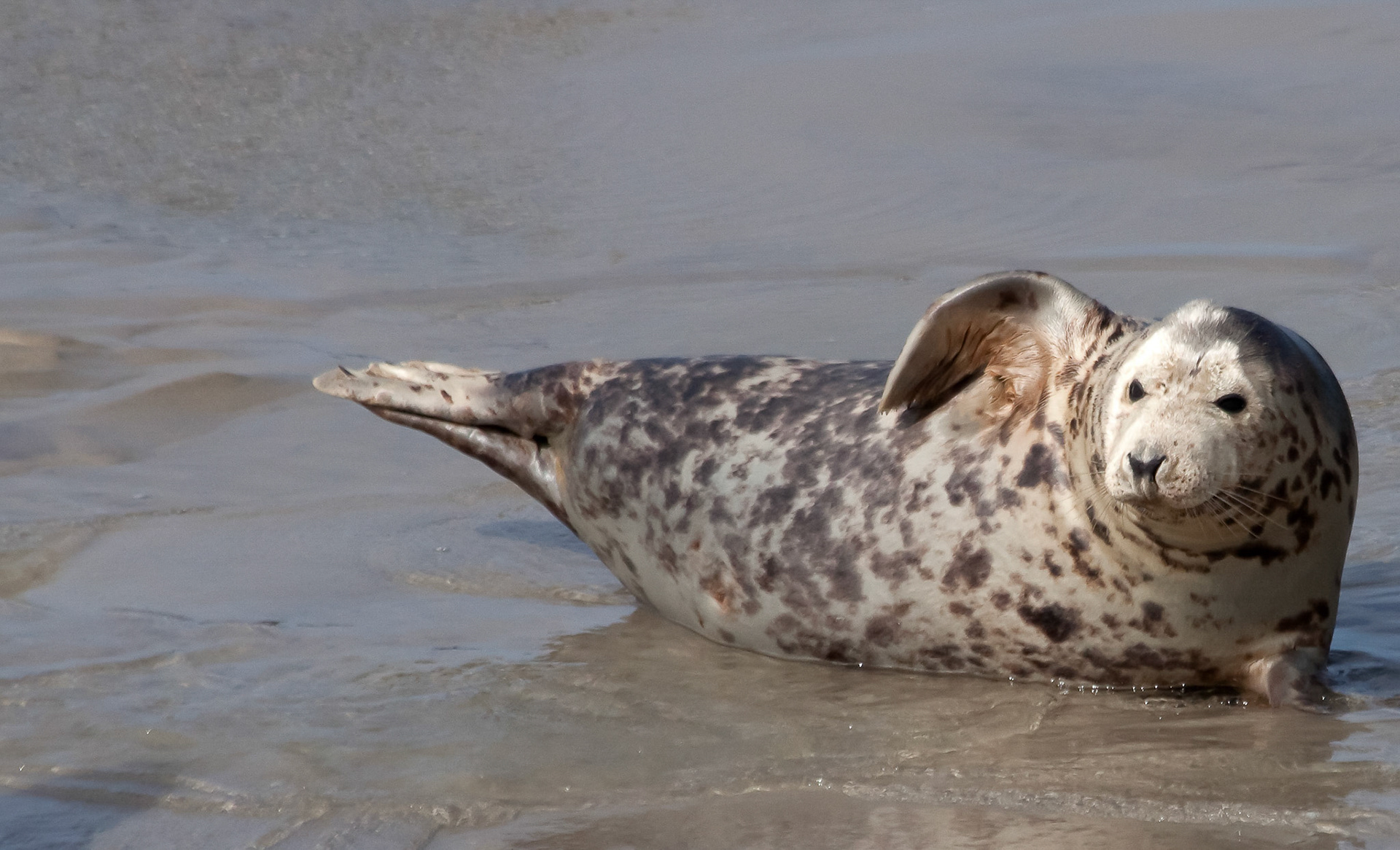 Zeehond (Ameland)