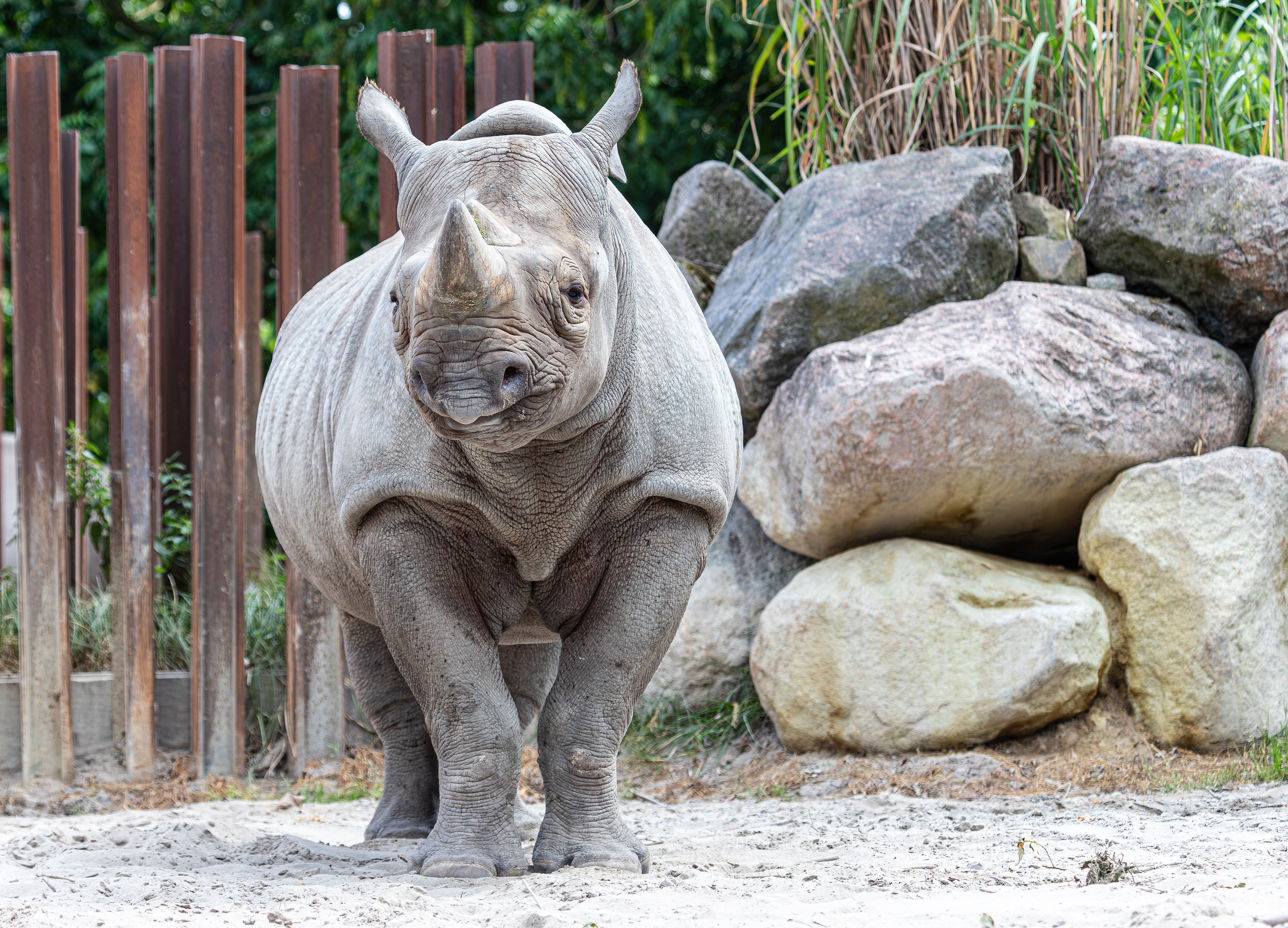 Oostelijke zwarte neushoorn (puntlipneushoorn) Diergaarde Blijdorp