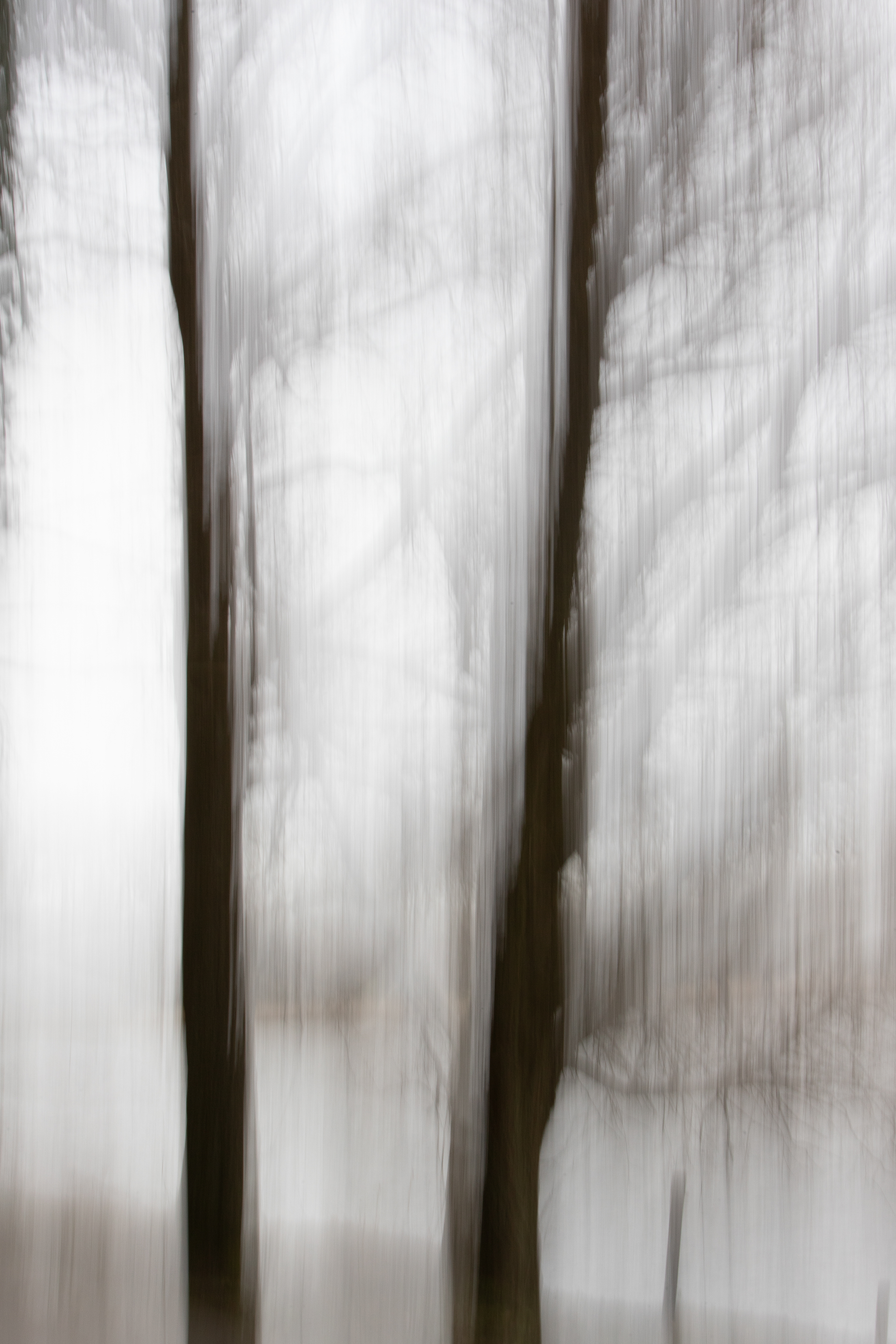 Intentional Camera Movement (ICM)
