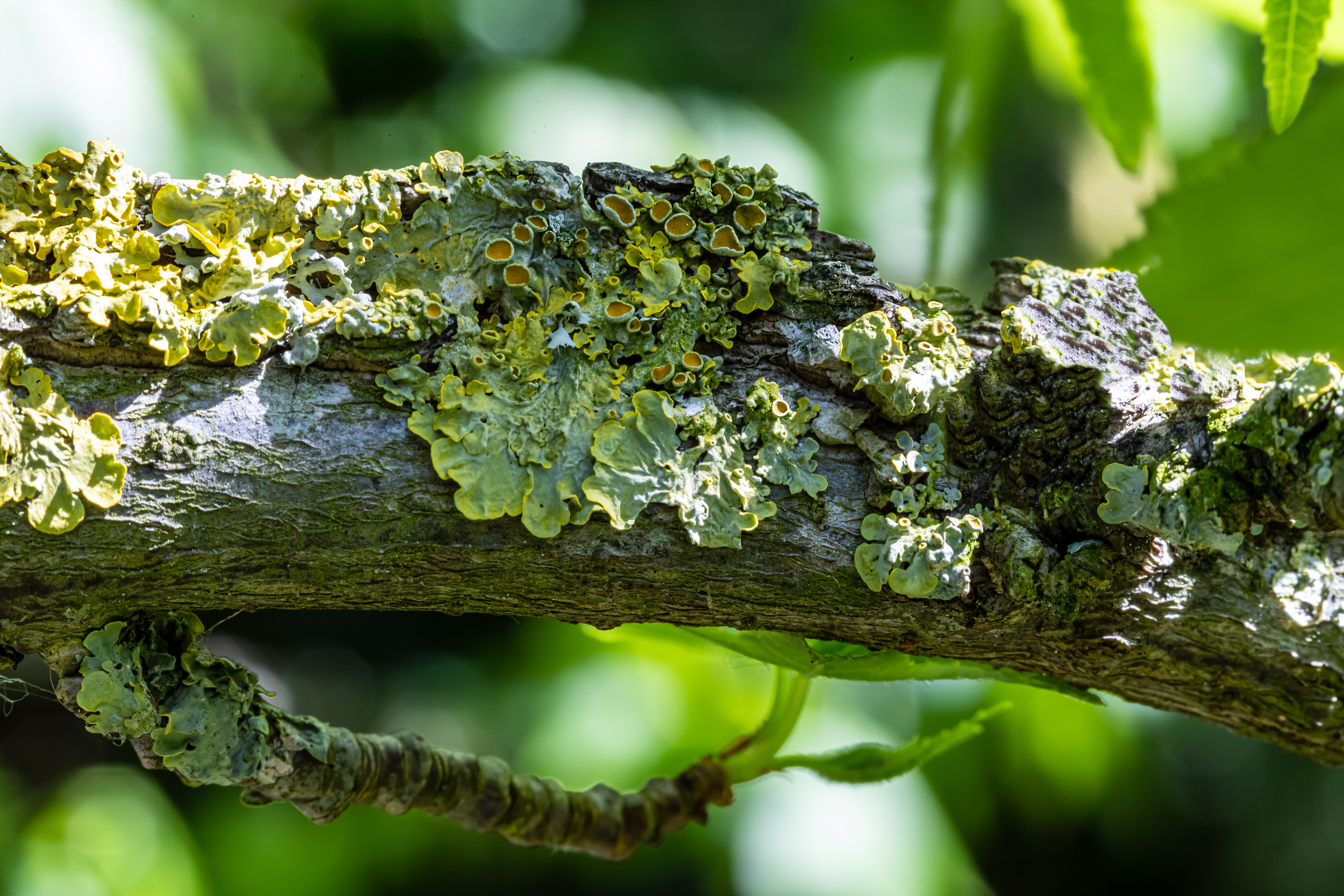 korstmos (dooiermos)