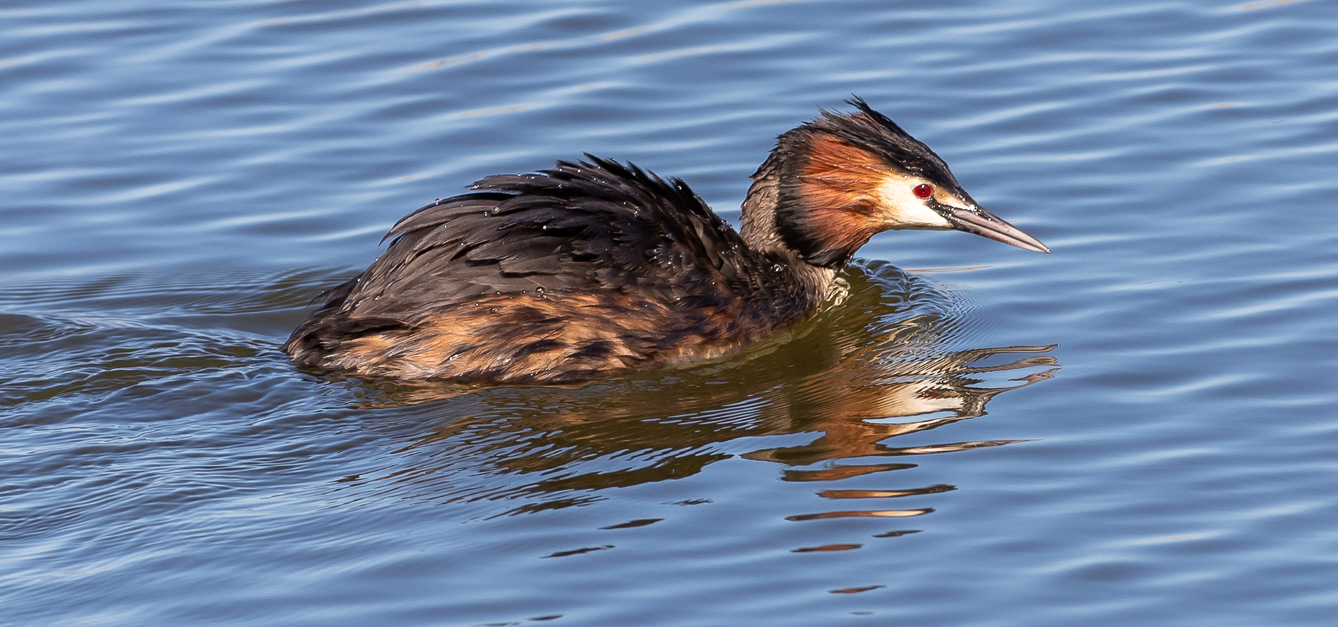 Fuut Buytenpark, Zoetermeer