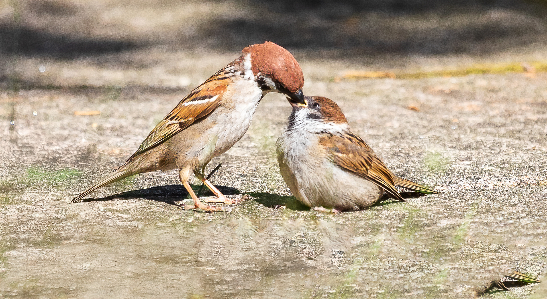 Moeder Ringmus voedt haar keuters