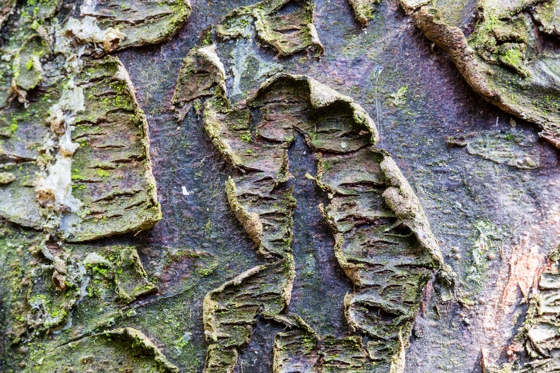 Bast van de cipres (macro)