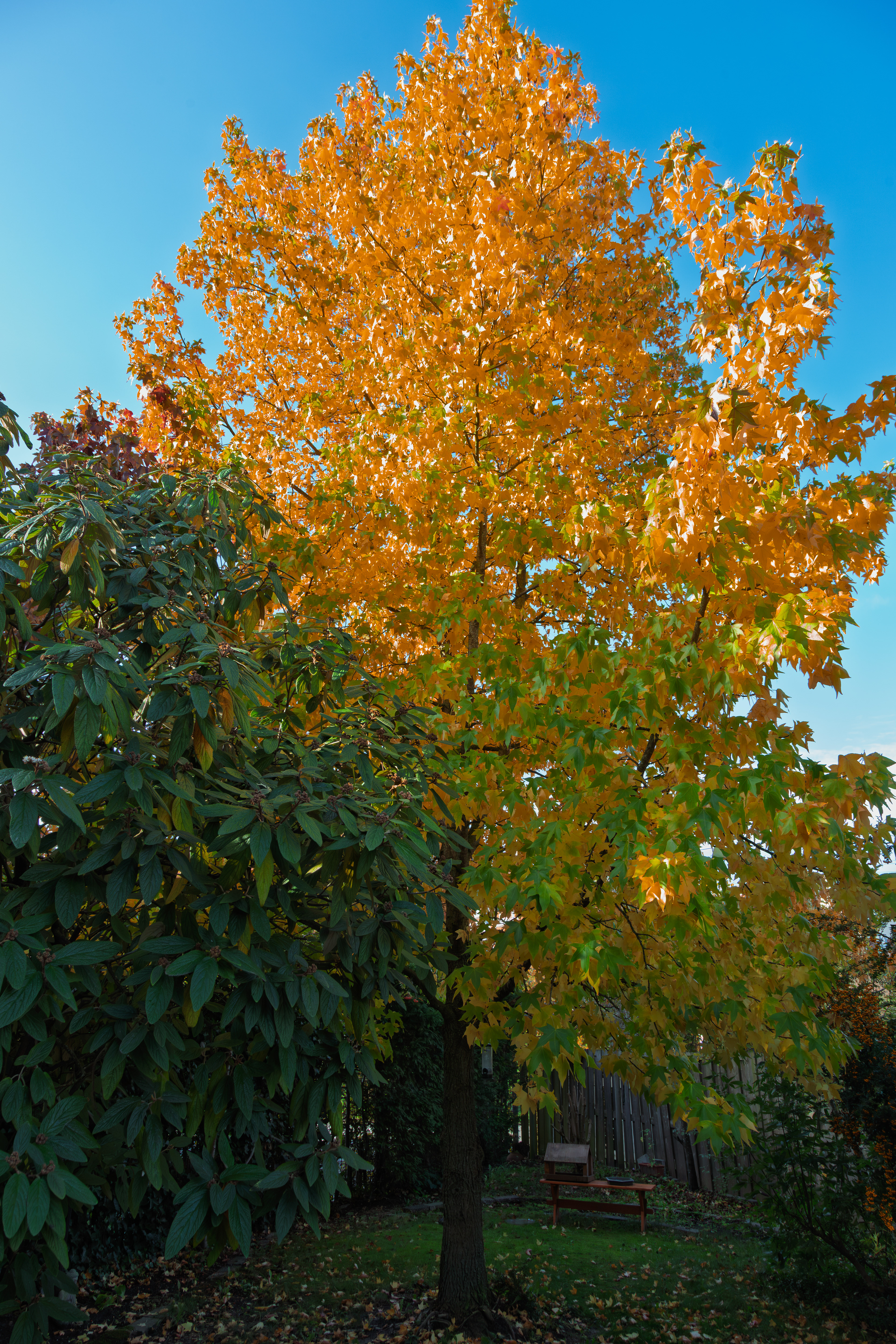 Amberboom in herfstkleuren